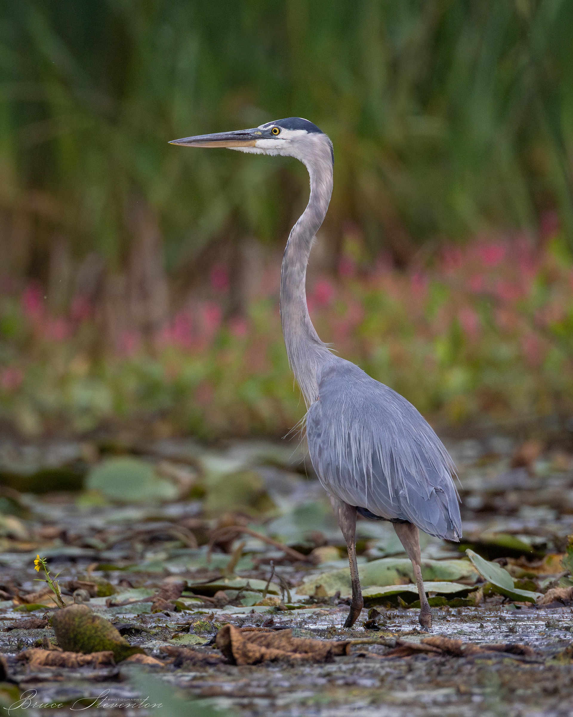 Great Blue Heron