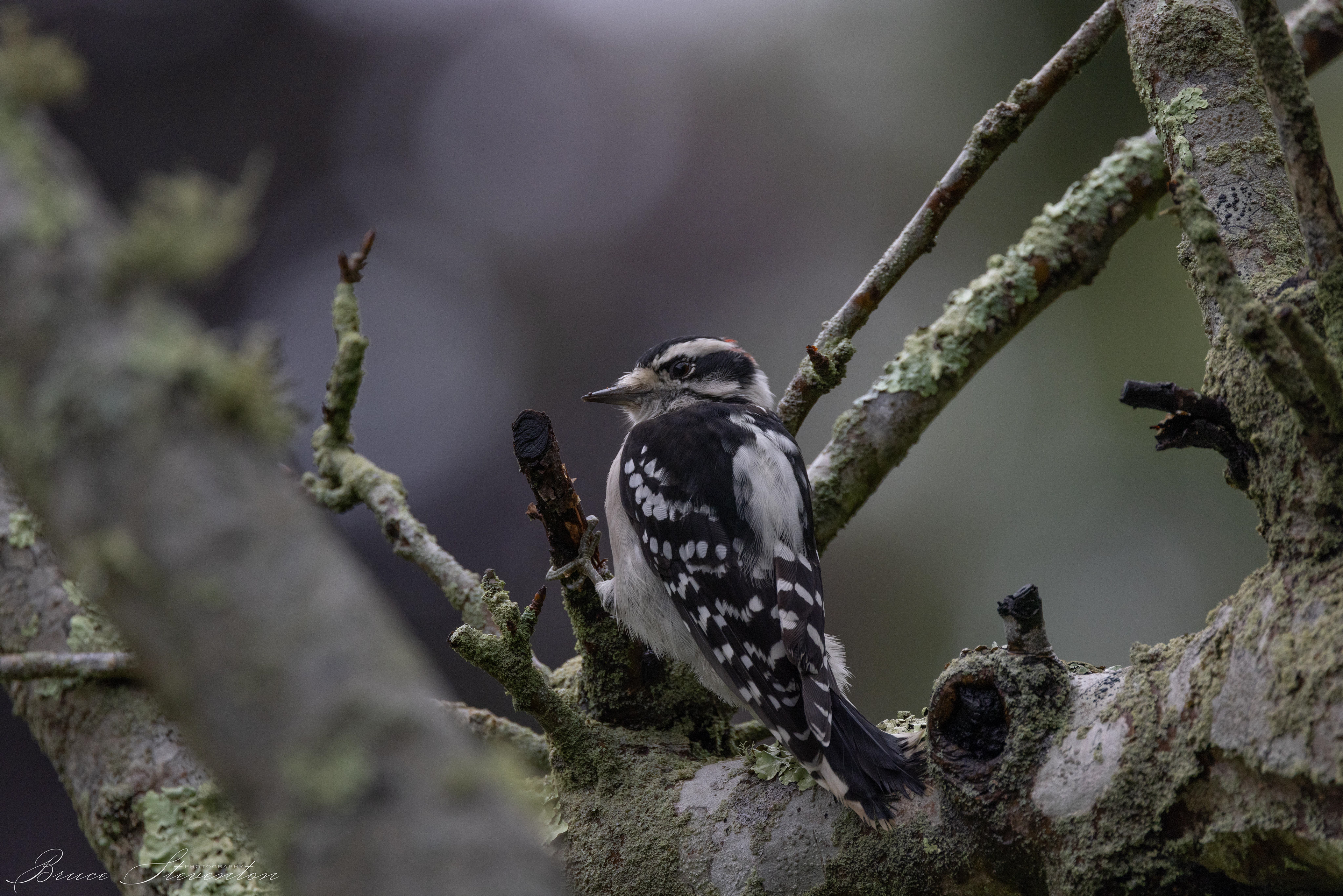 Downy Woodpecker