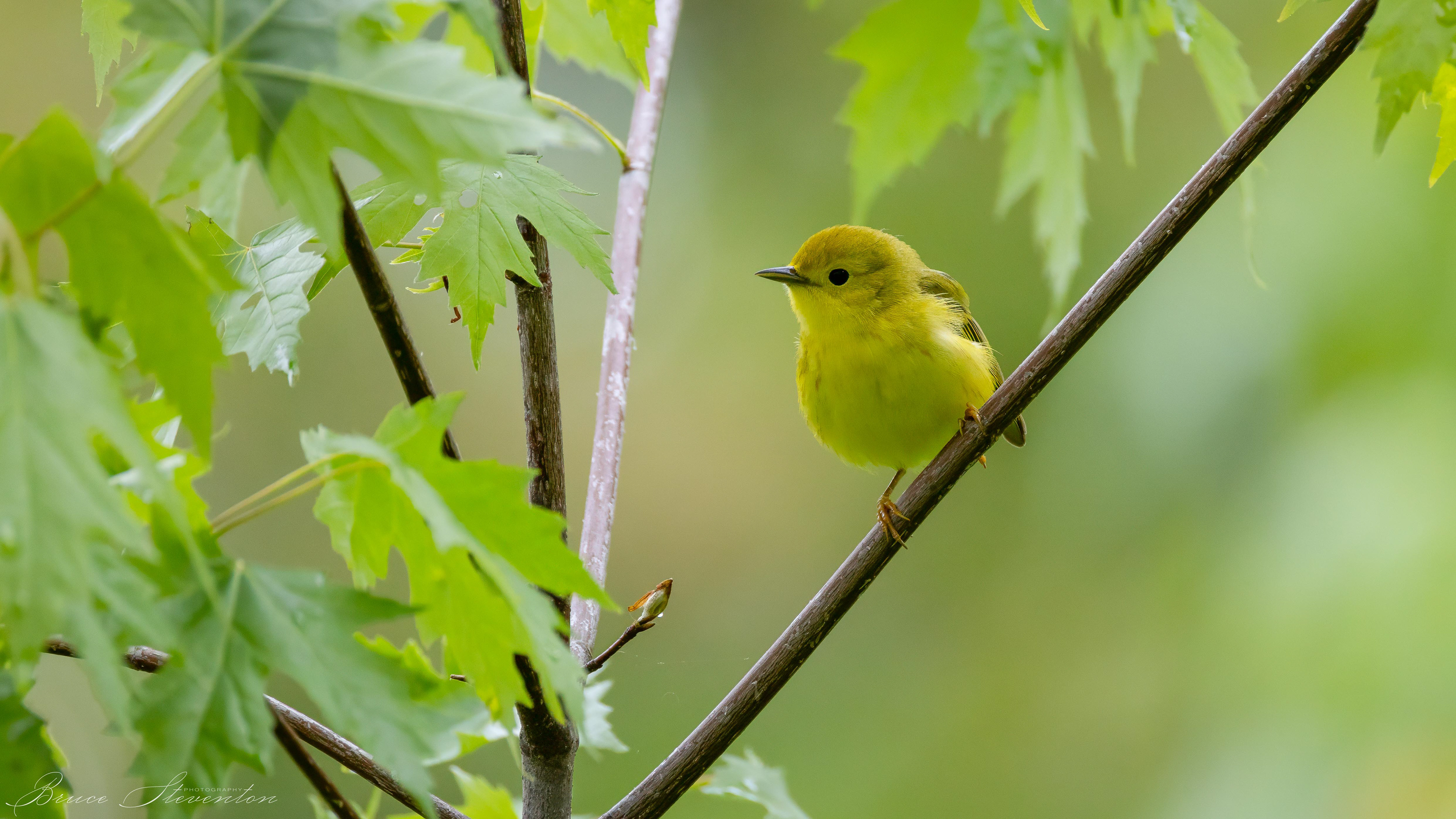Yellow Warbler