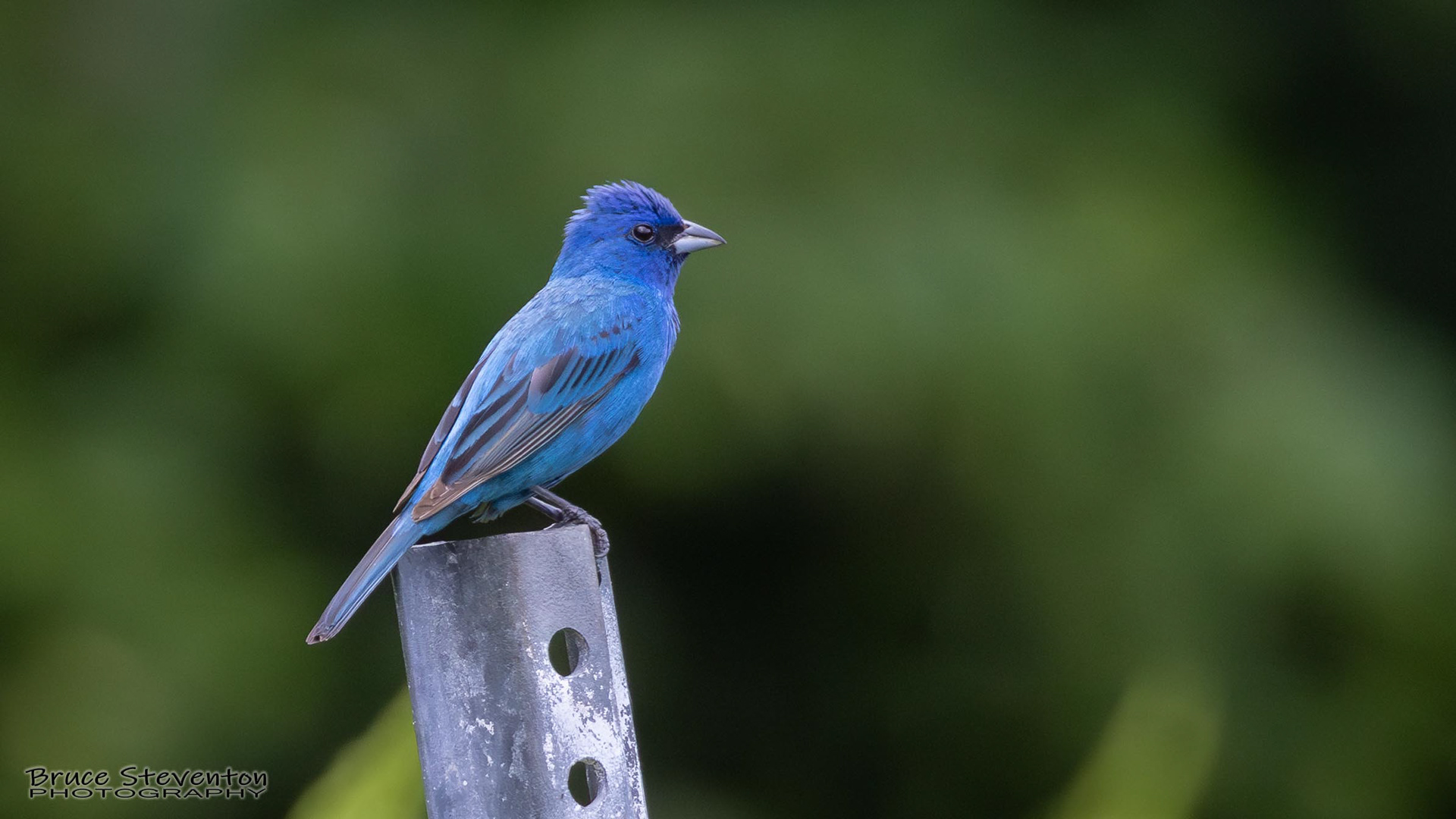 Indigo Bunting