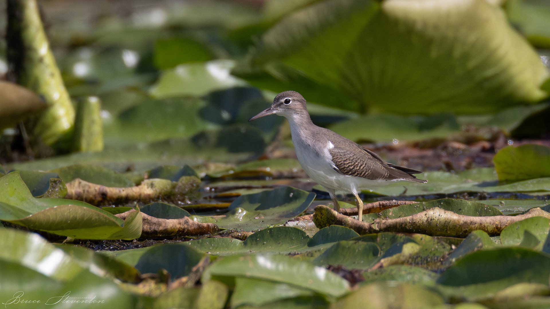Spotted Sandpiper
