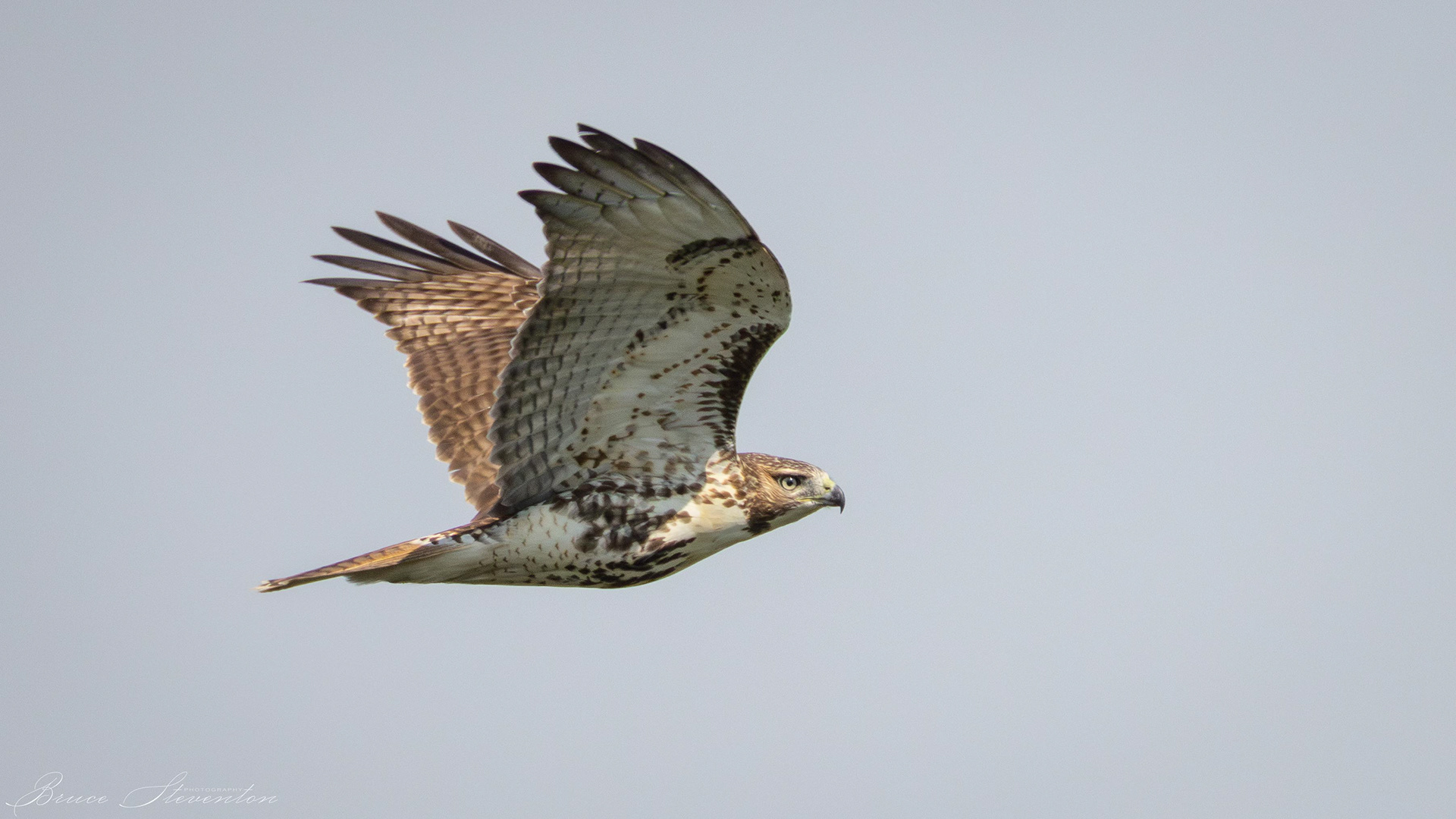Red-tailed Hawk
