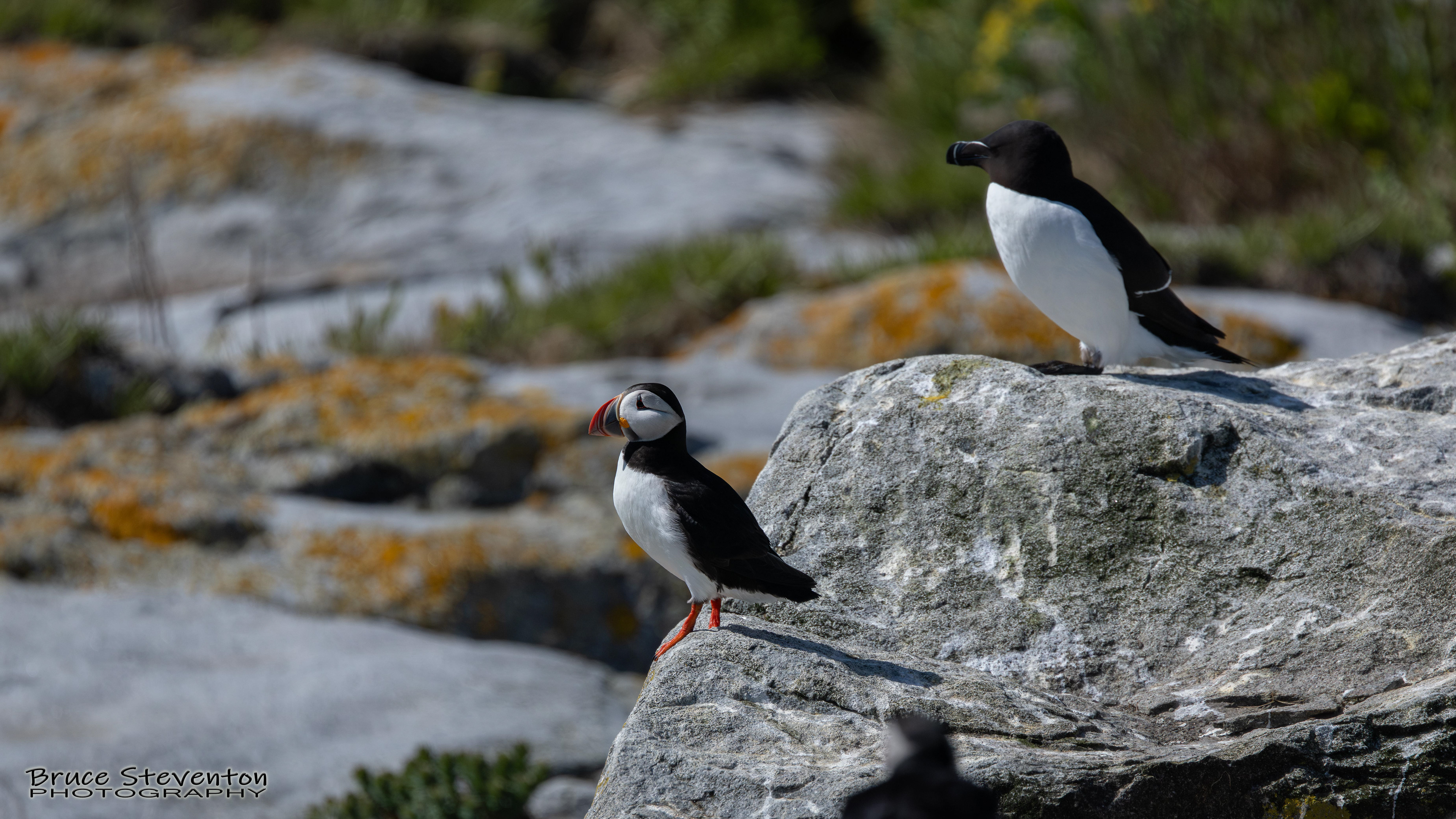 Atlantic Puffin