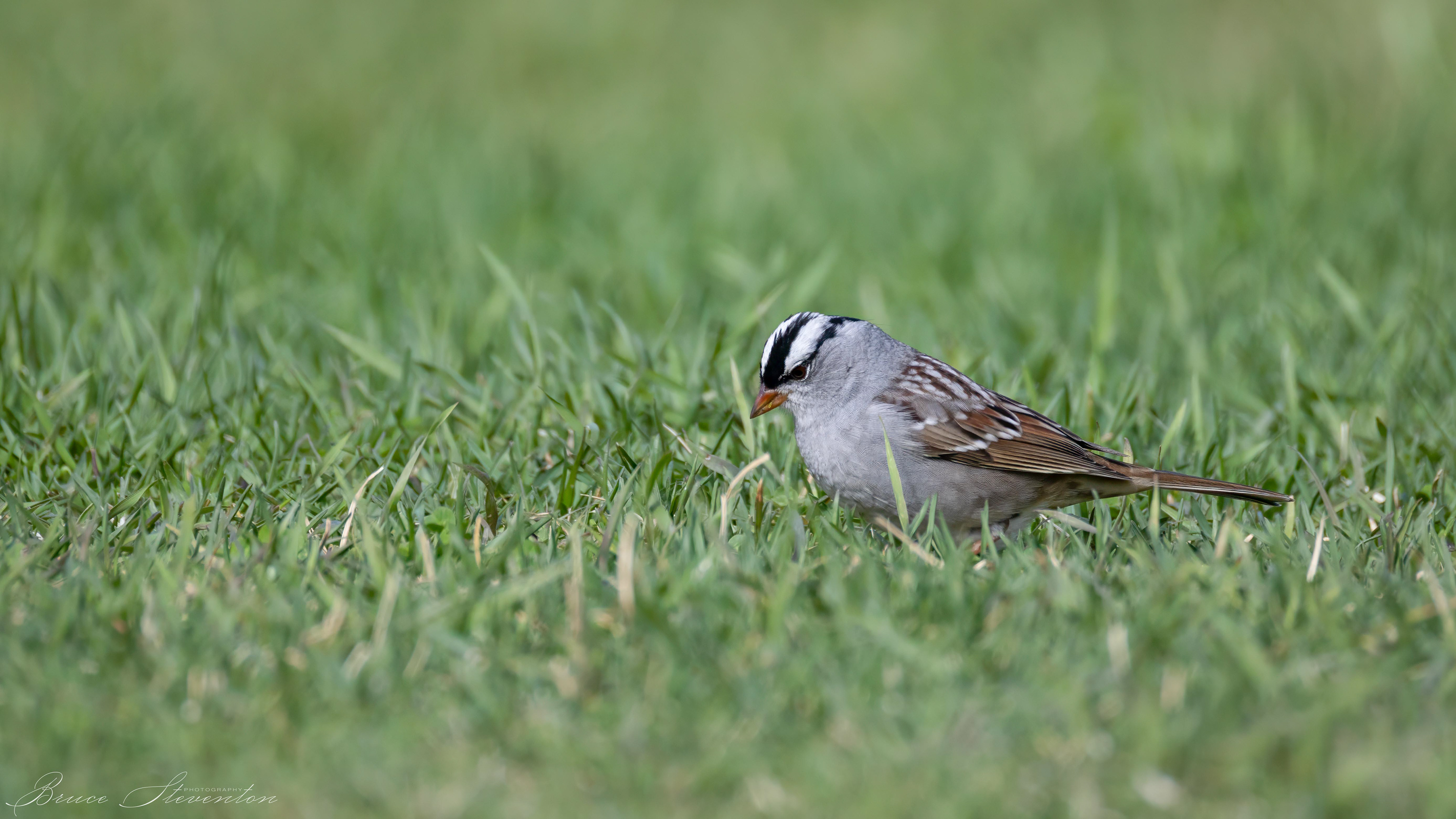 White-crowned Sparrow