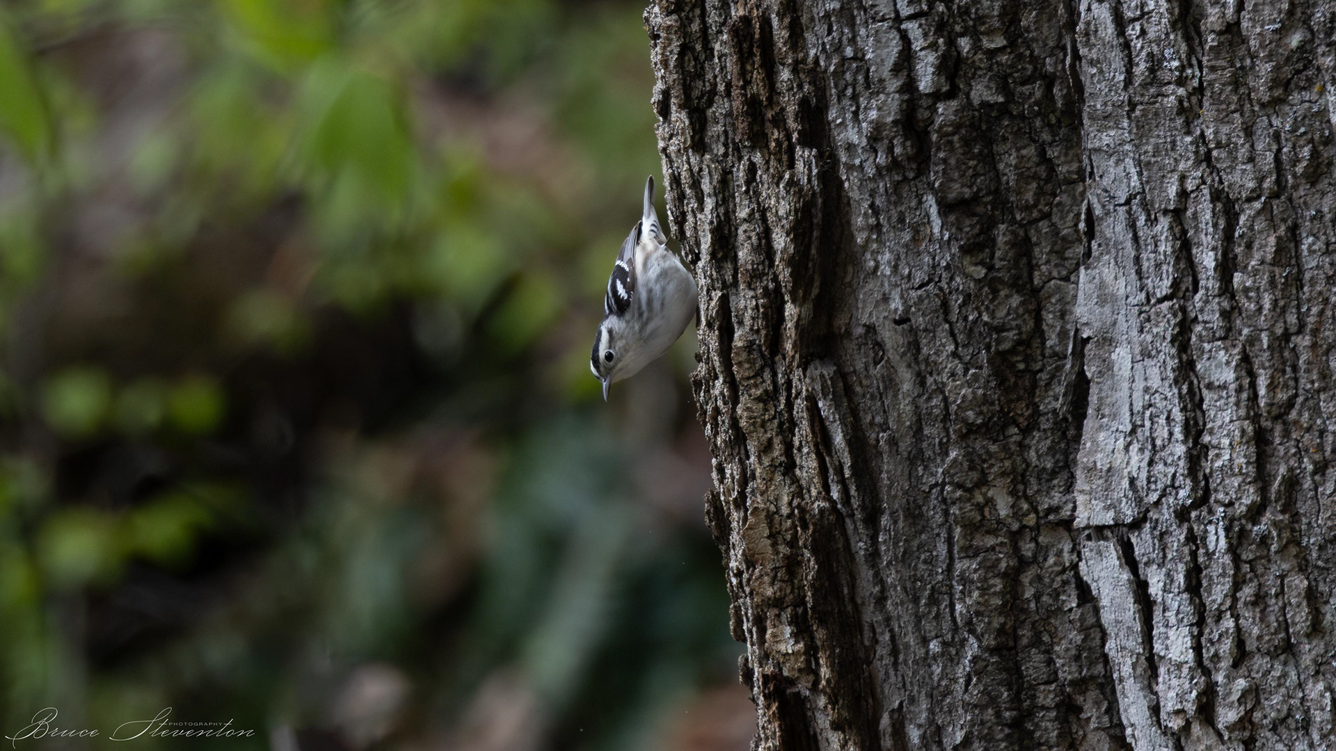 Black-and-White Warbler