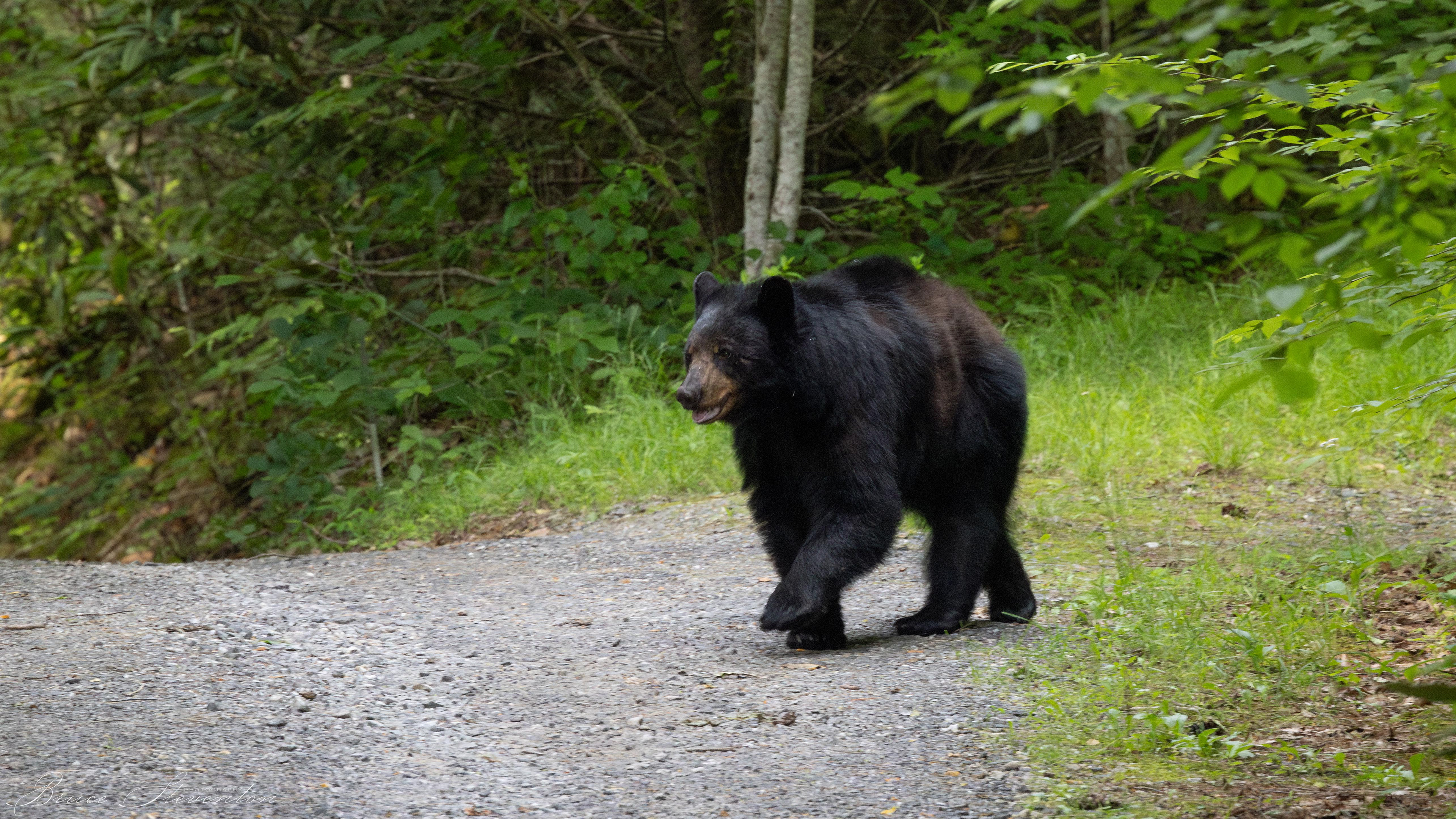 Black Bear - Bartlett Mt