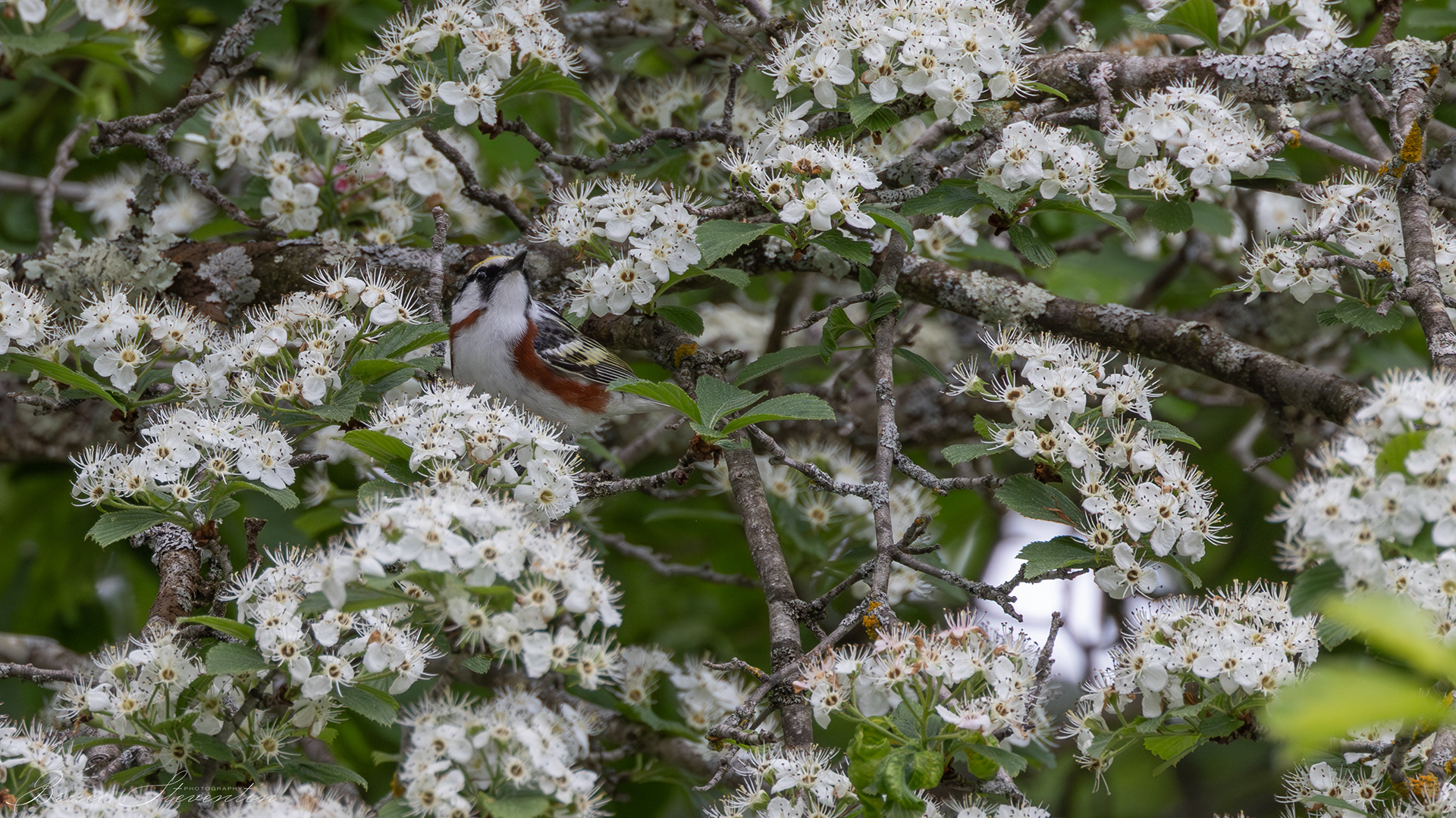Chestnut-sided Warbler