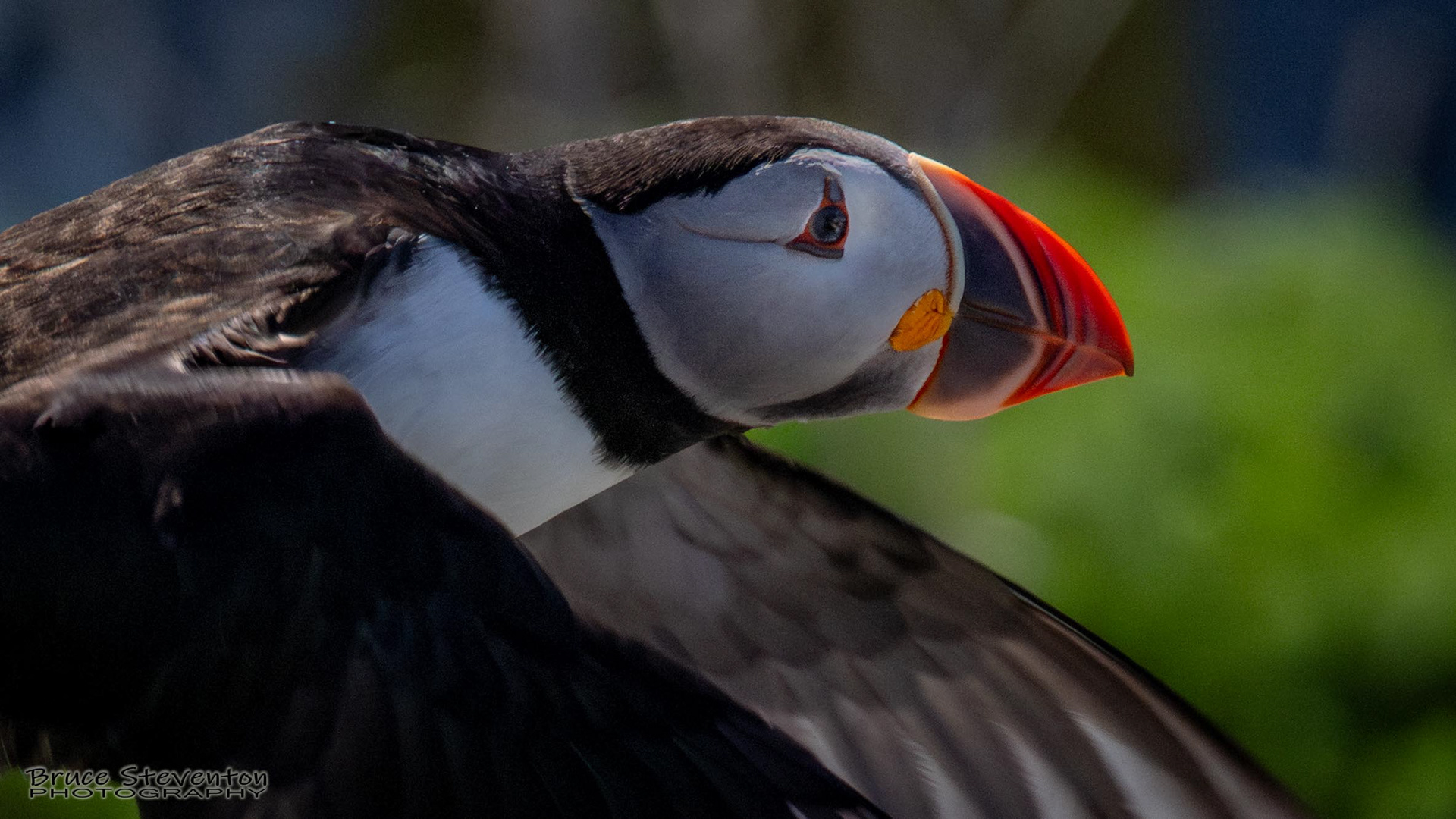 Atlantic Puffin