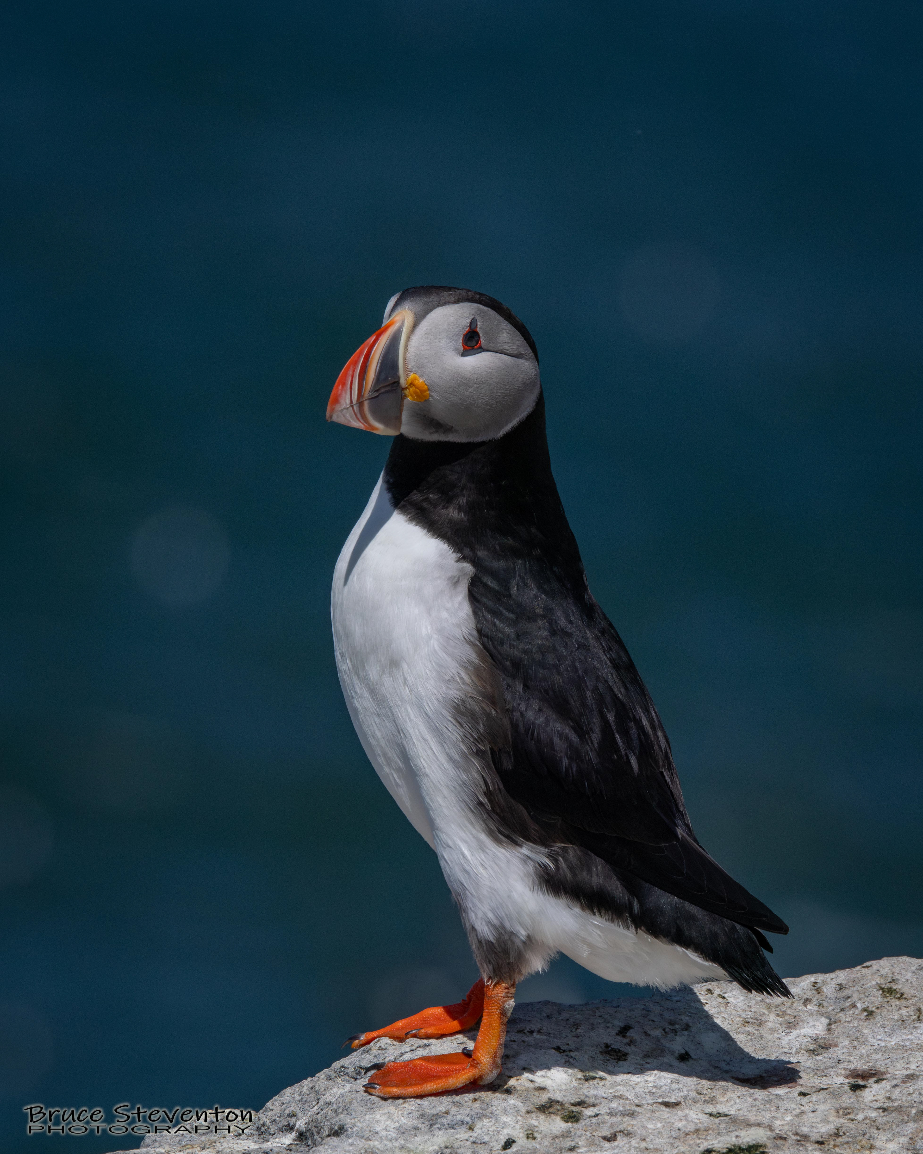 Atlantic Puffin