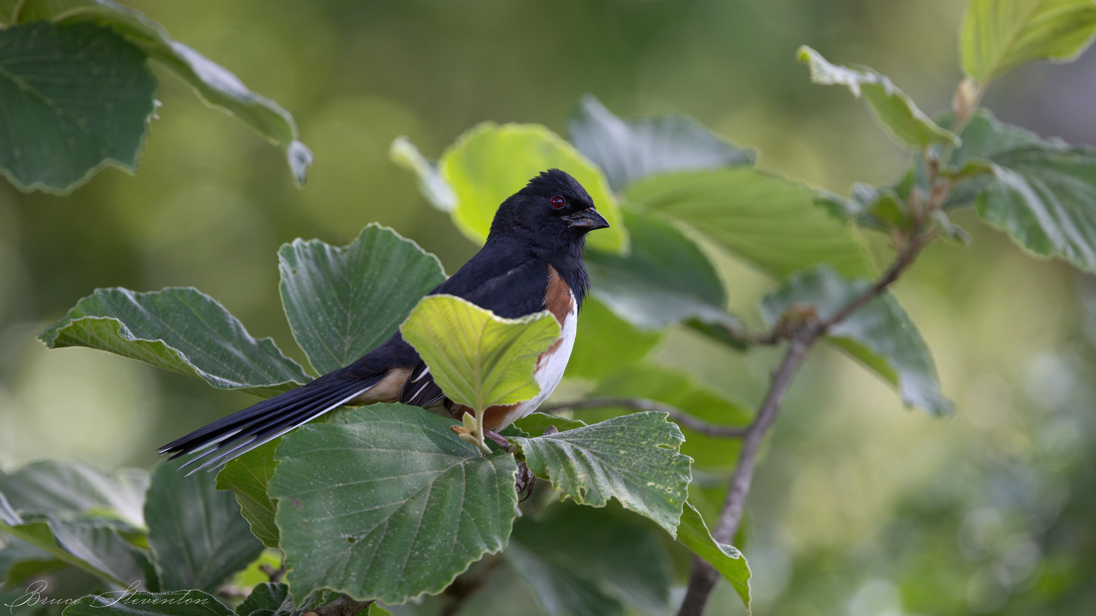 Eastern Towhee - North Carolina Arboretum