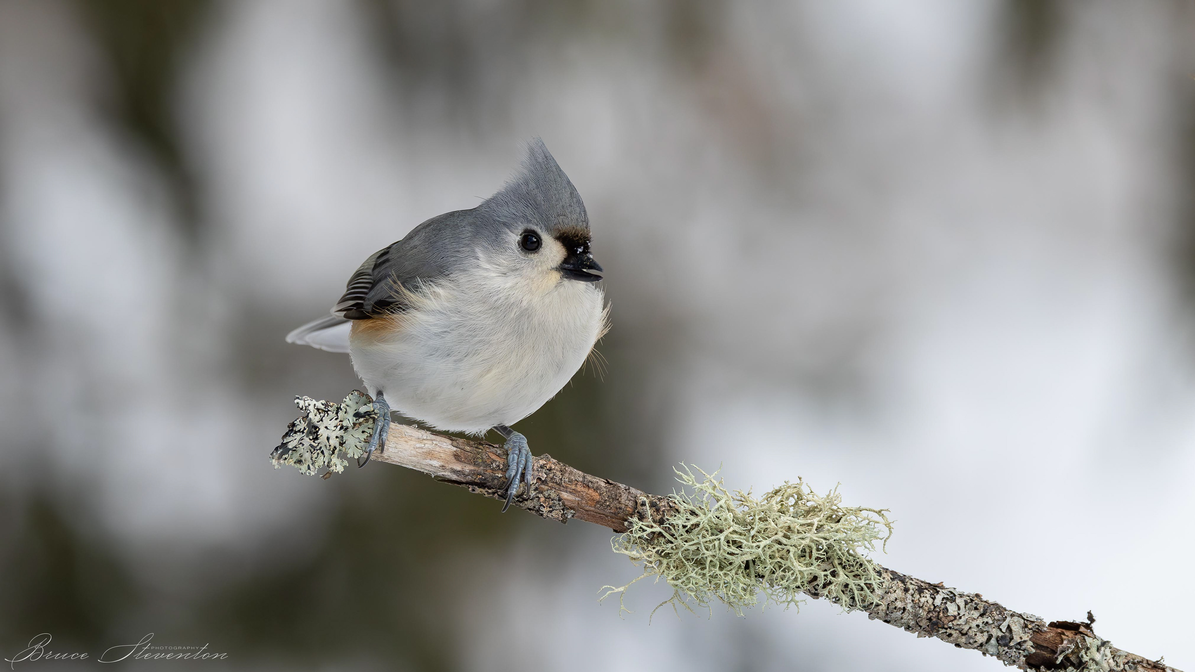 Tufted Titmouse