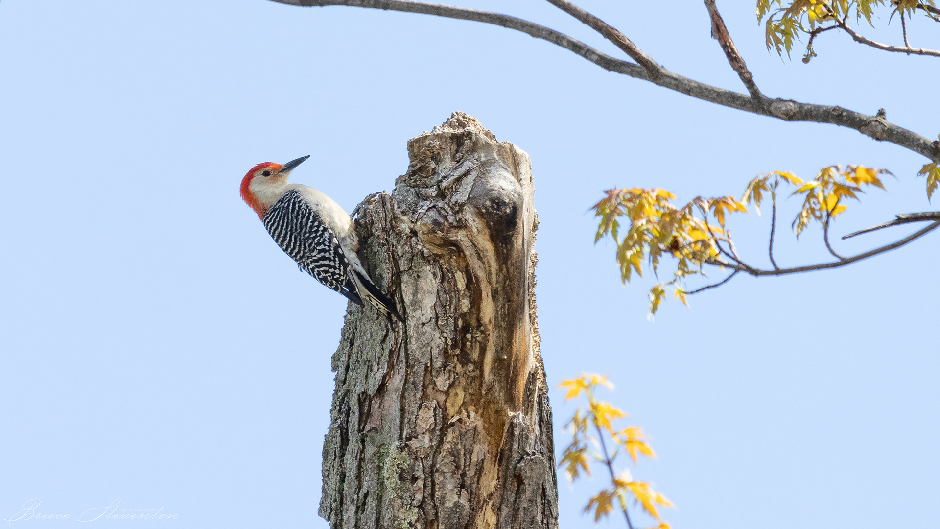Red-bellied Woodpecker