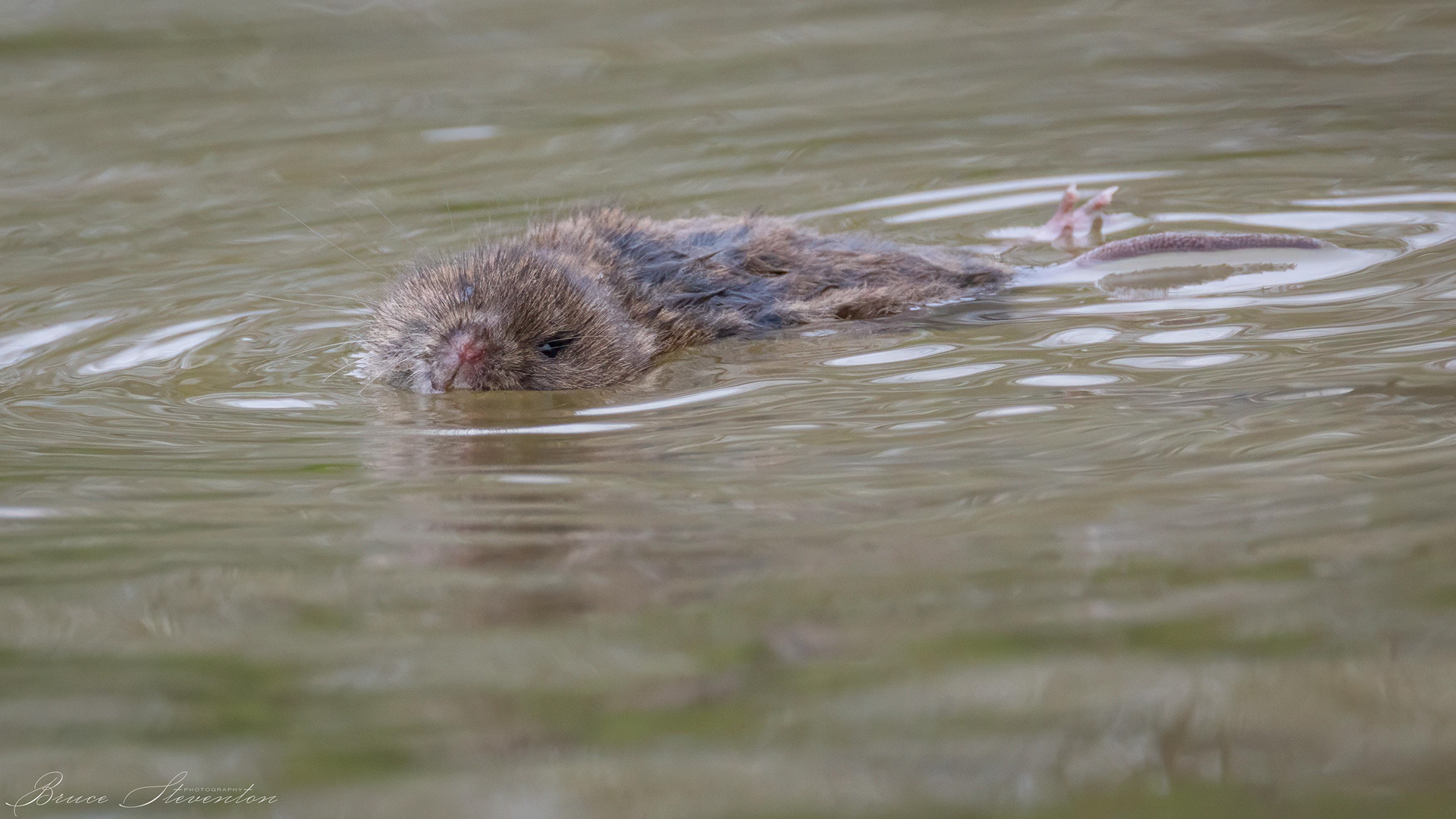 Muskrat (I)?