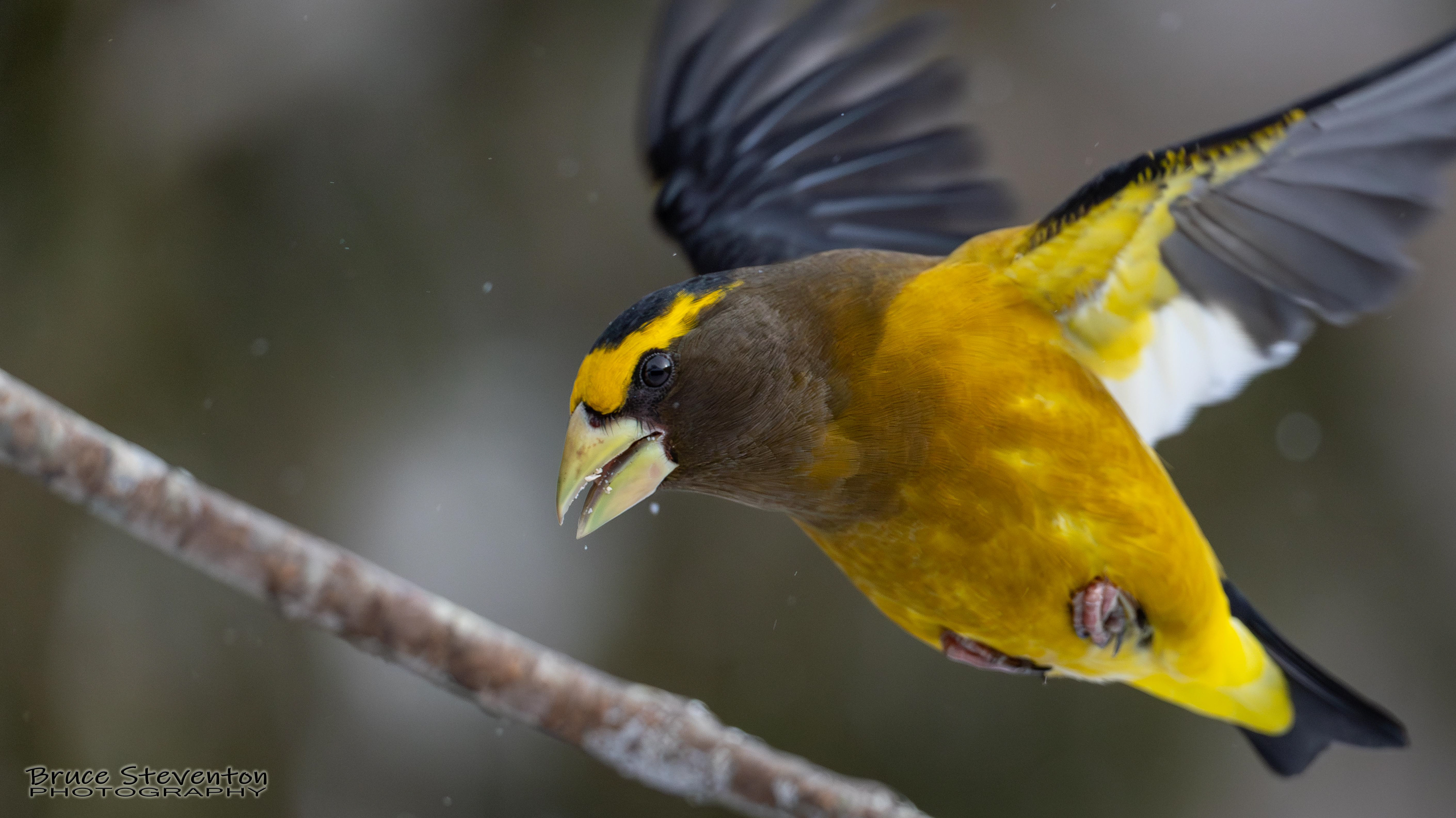 Evening Grosbeak
