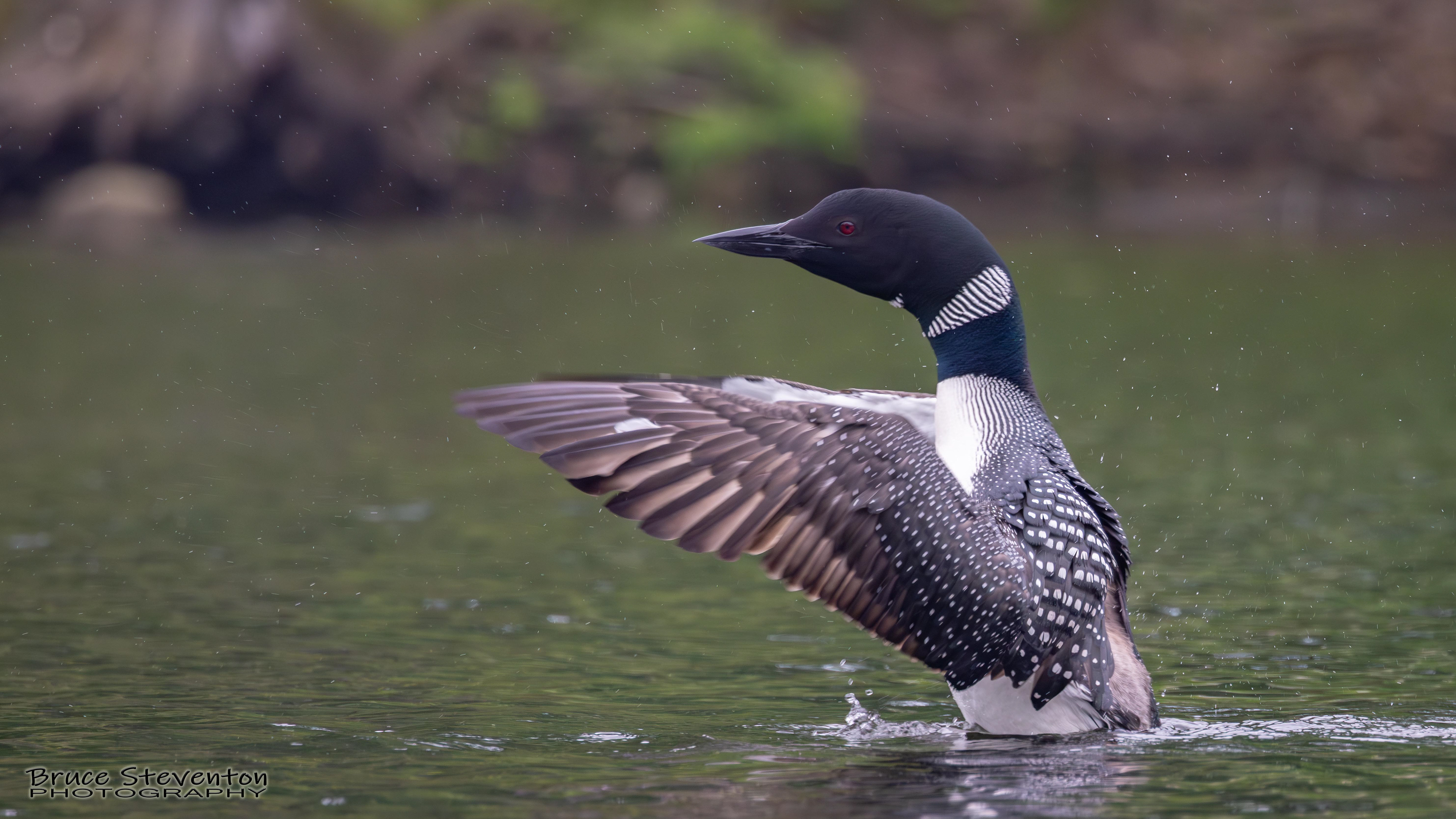 Common Loon - West Gardiner, ME