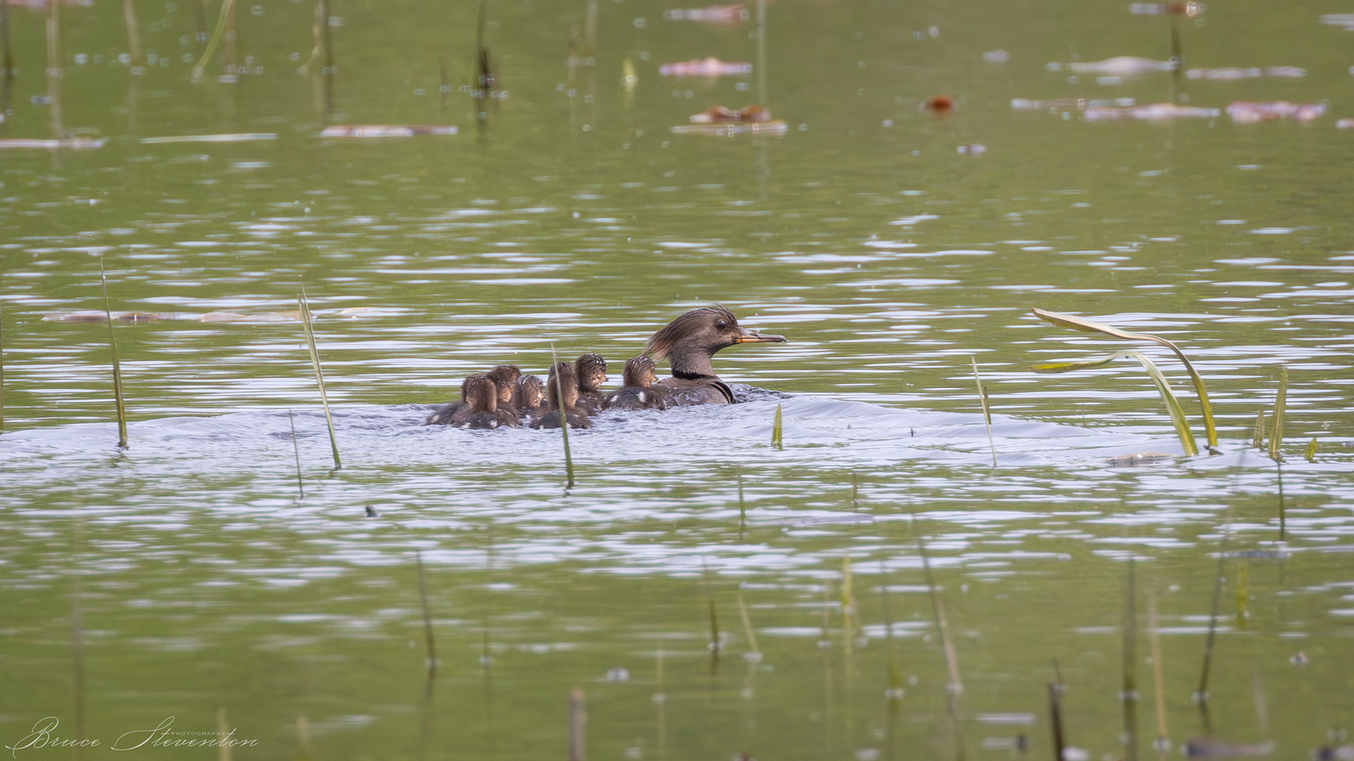 Hooded Merganser (F); no duckling left behind