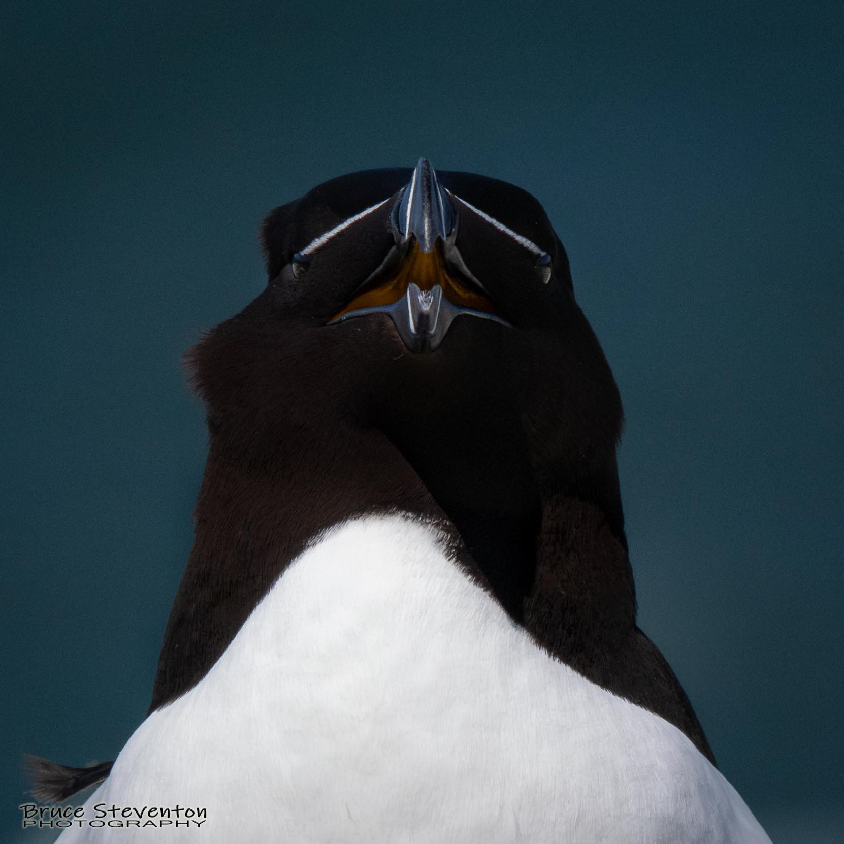 Razorbill