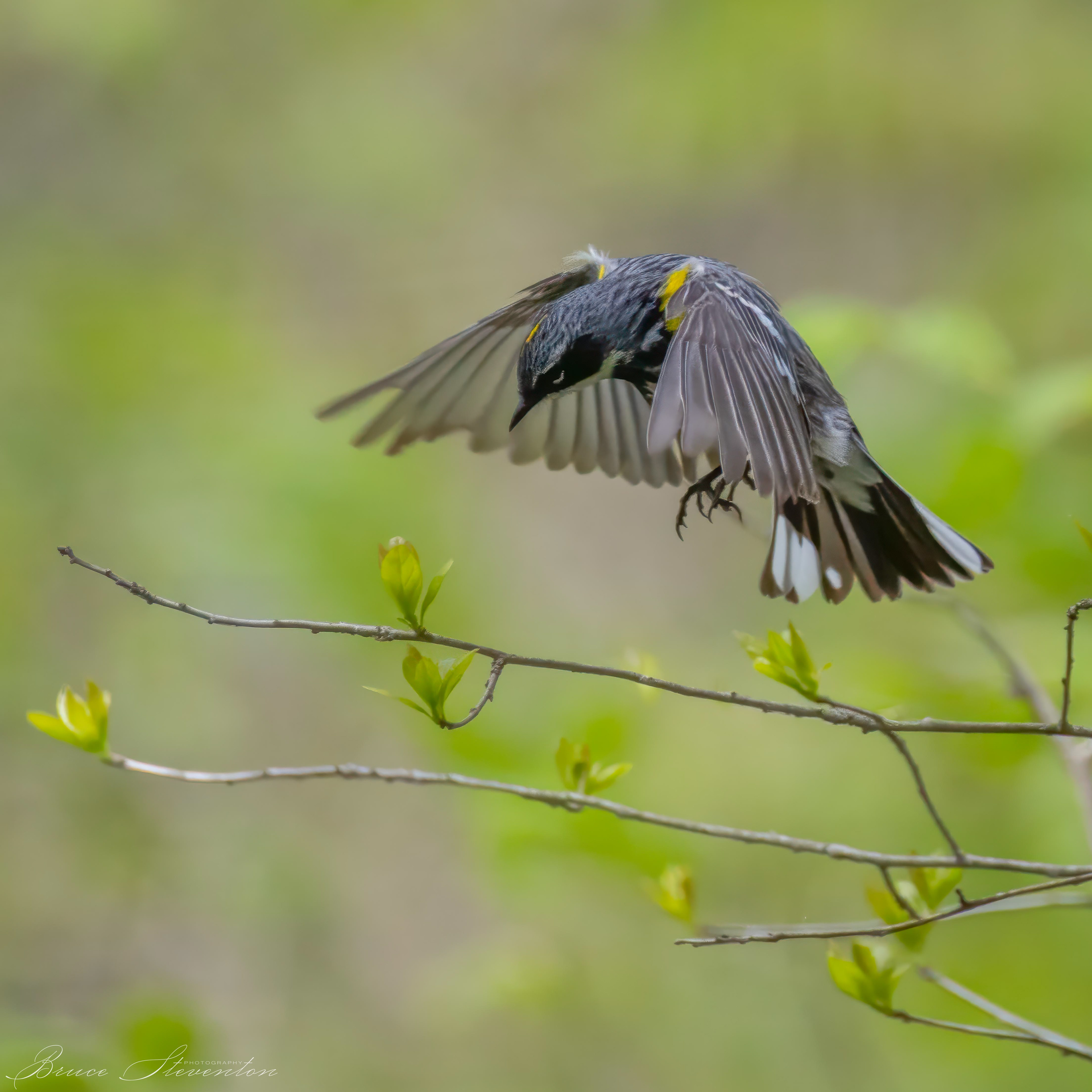 Yellow-rumped Warbler