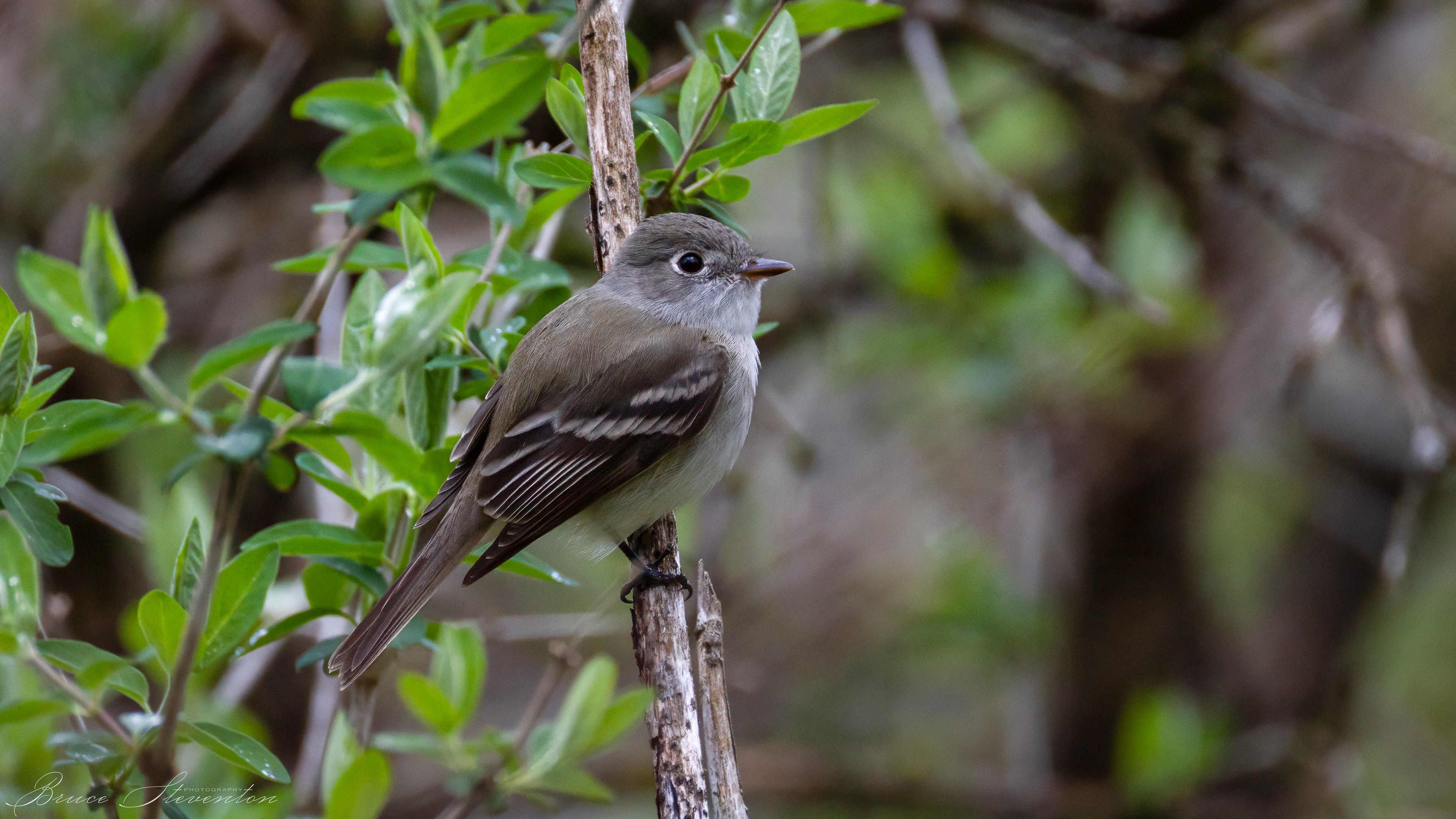 Least Flycatcher