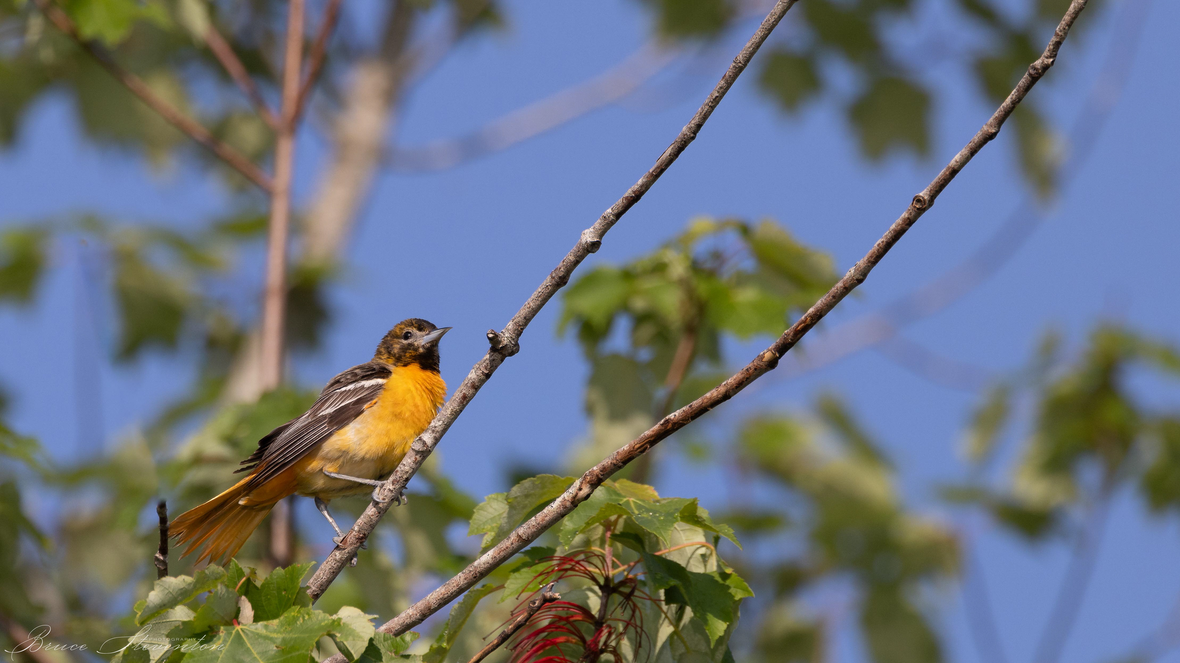 Baltimore Oriole