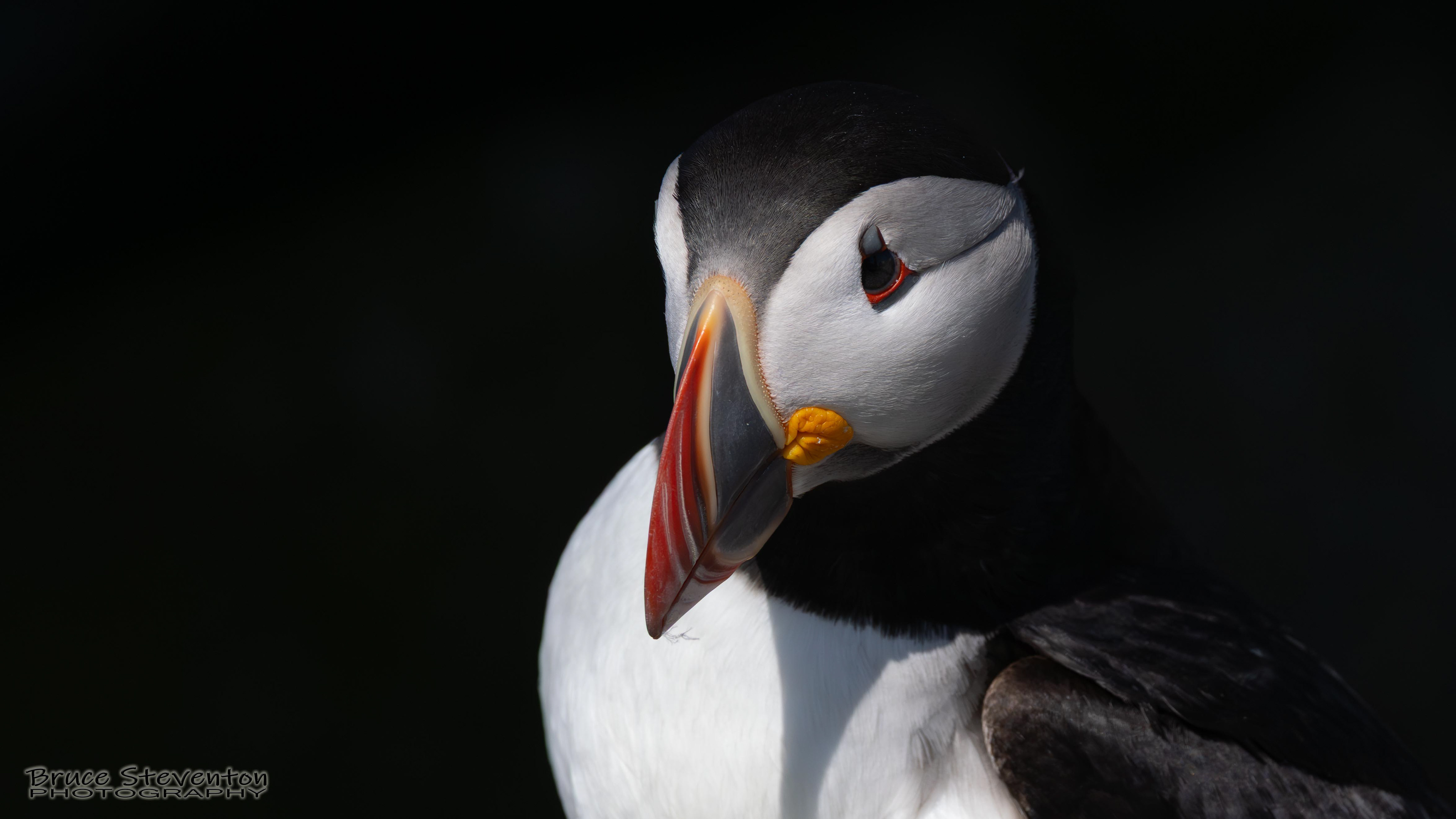 Atlantic Puffin