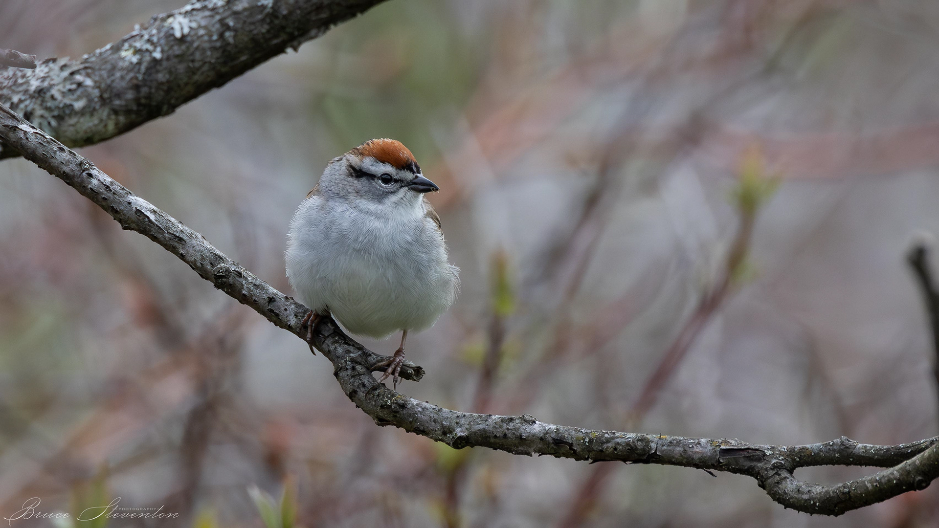 Chipping Sparrow