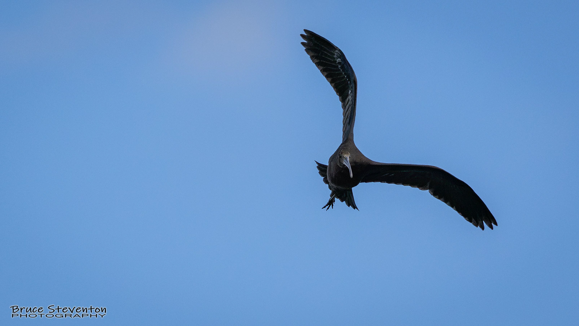 Glossy Ibis