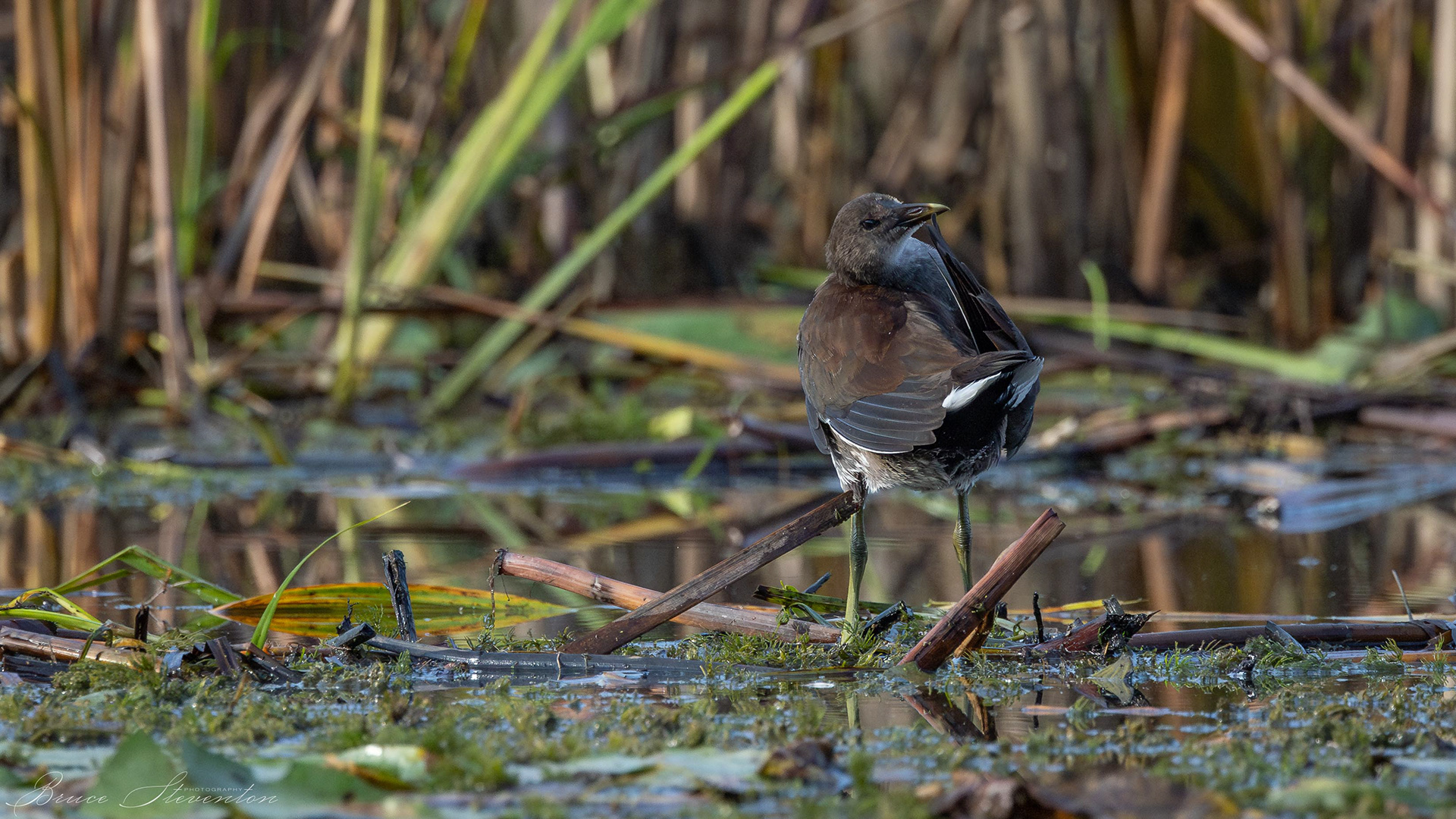 Common Gallinule