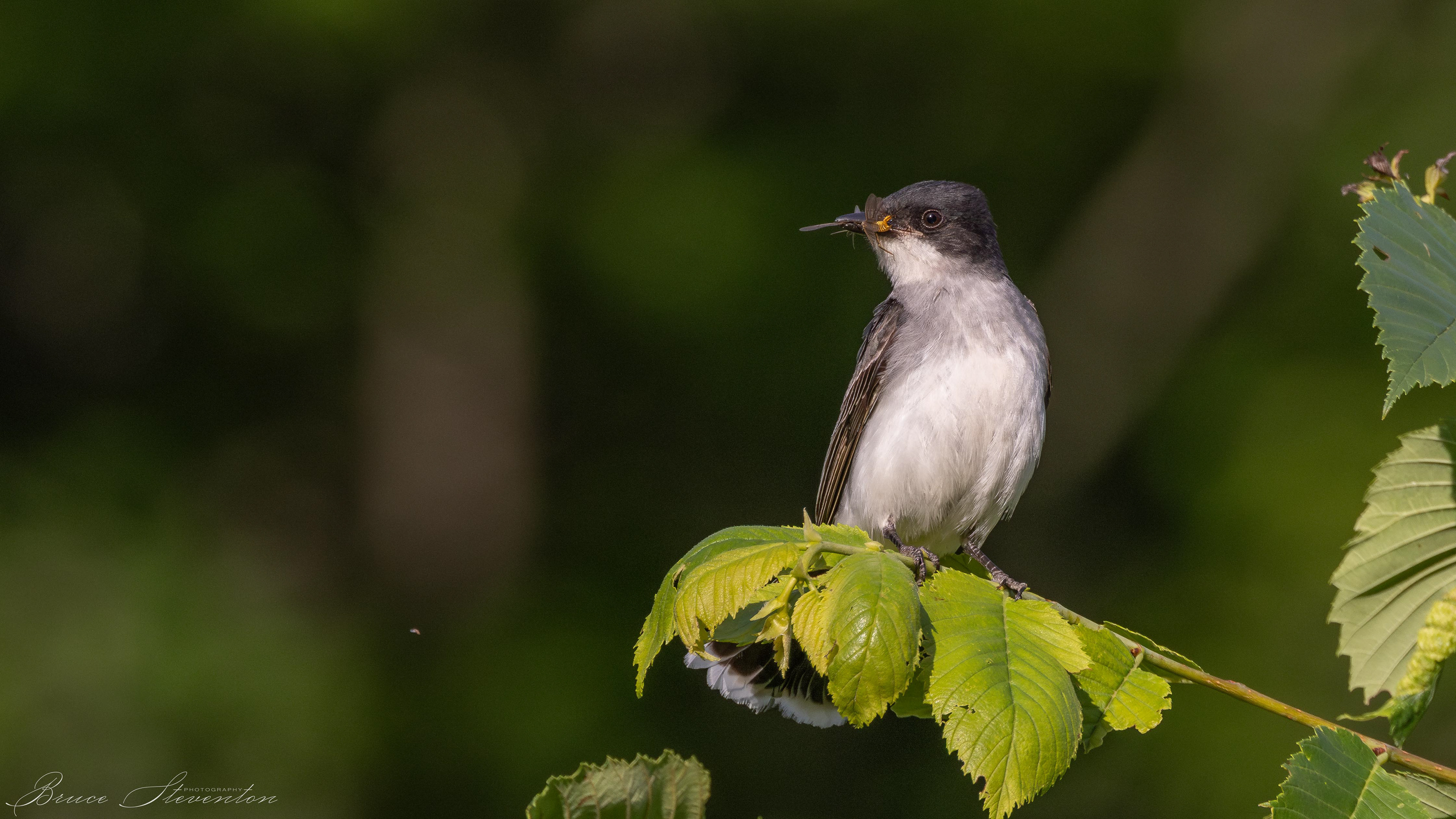 Eastern Kingbird with a captured insect