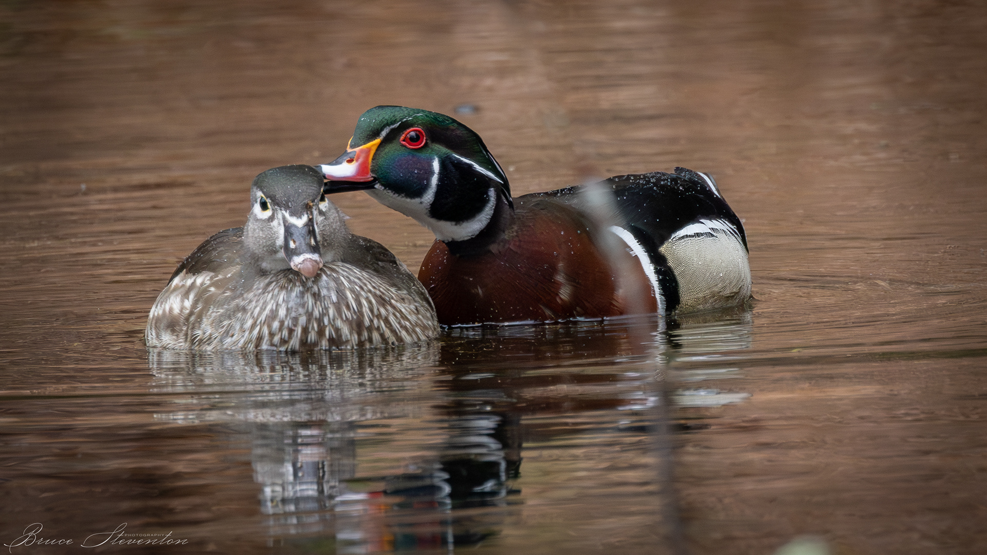 Wood Ducks