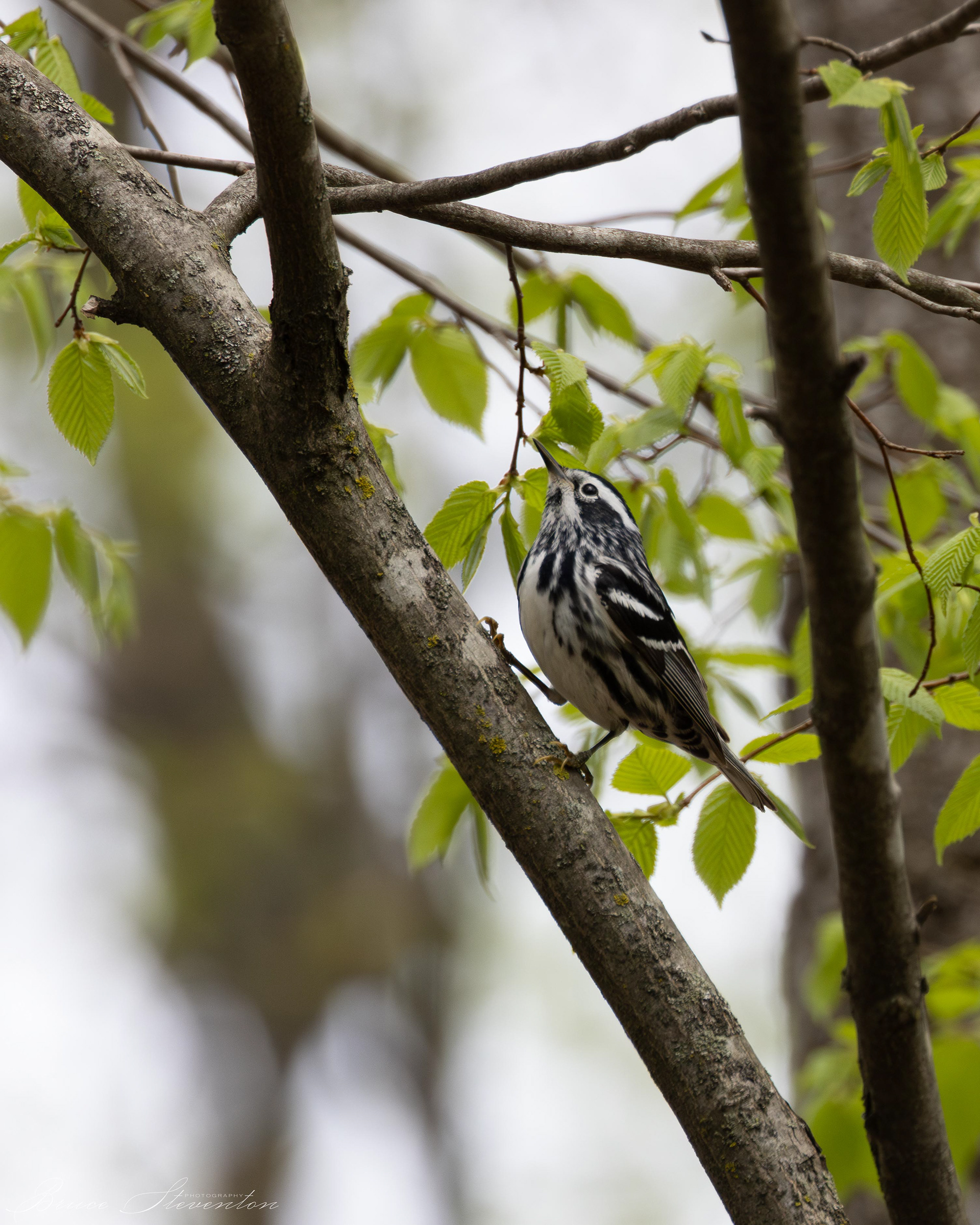 Black-and-White Warbler