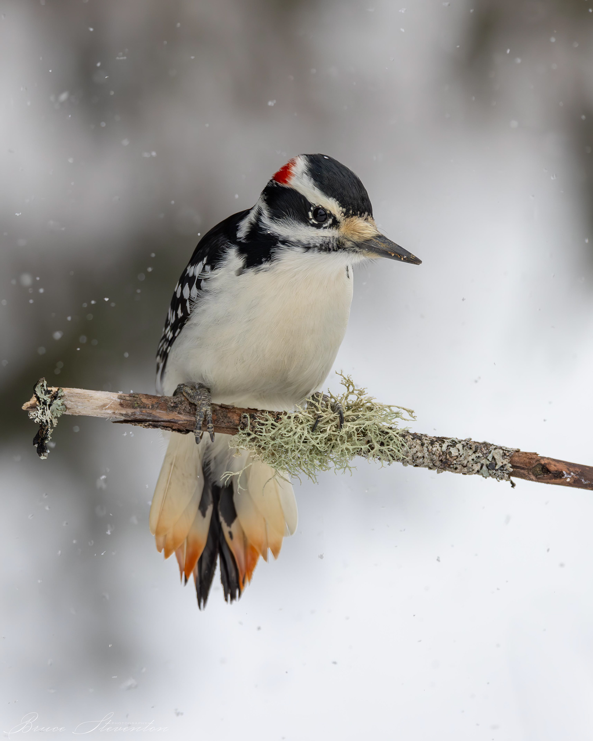Hairy Woodpecker