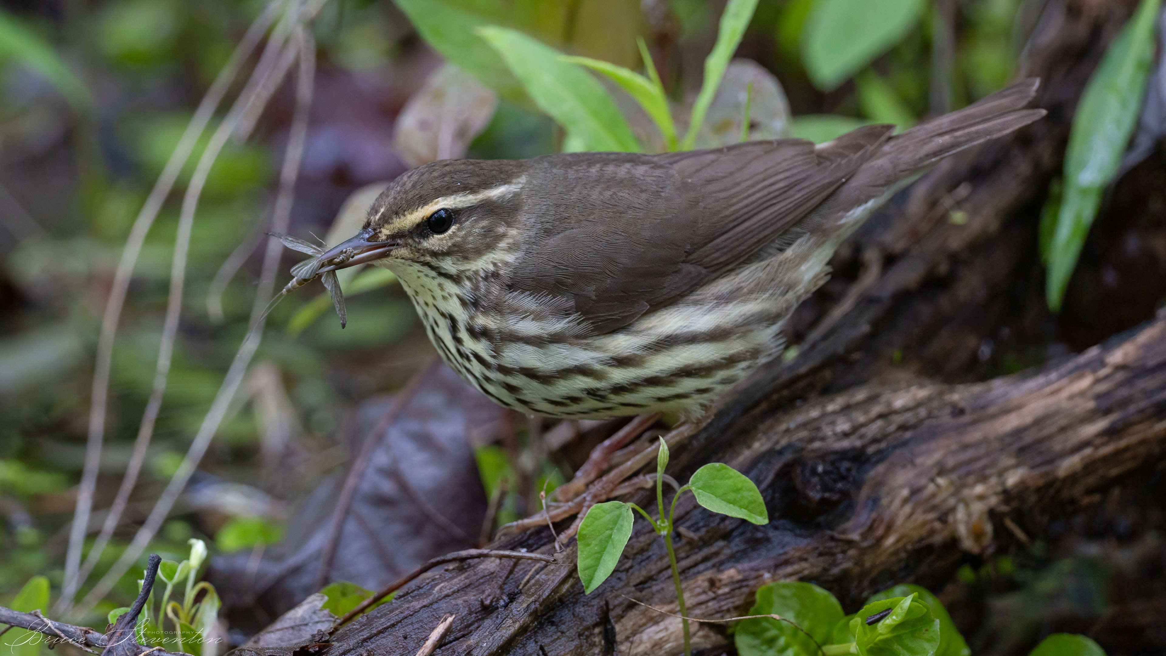 Northern Waterthrush