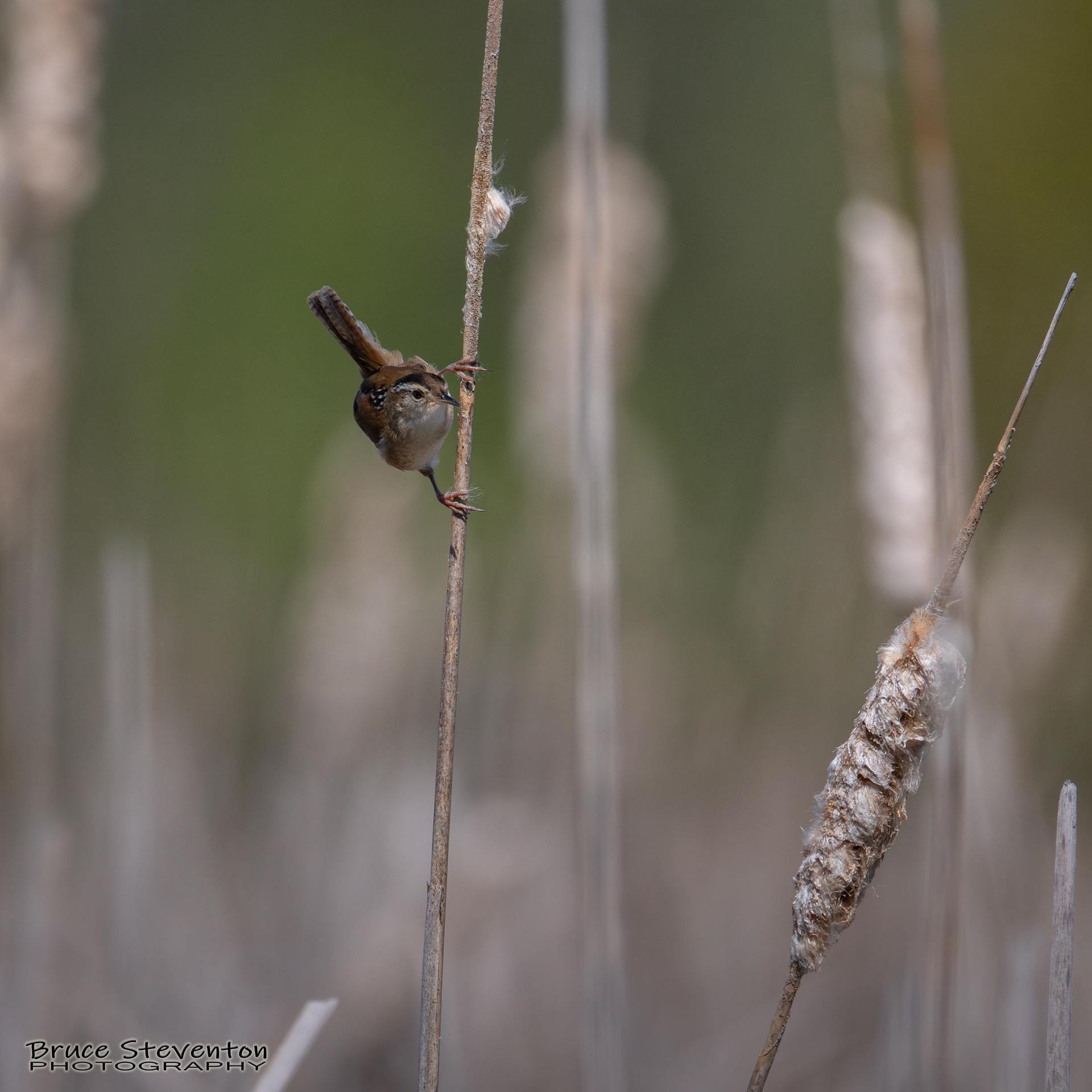 Marsh Wren