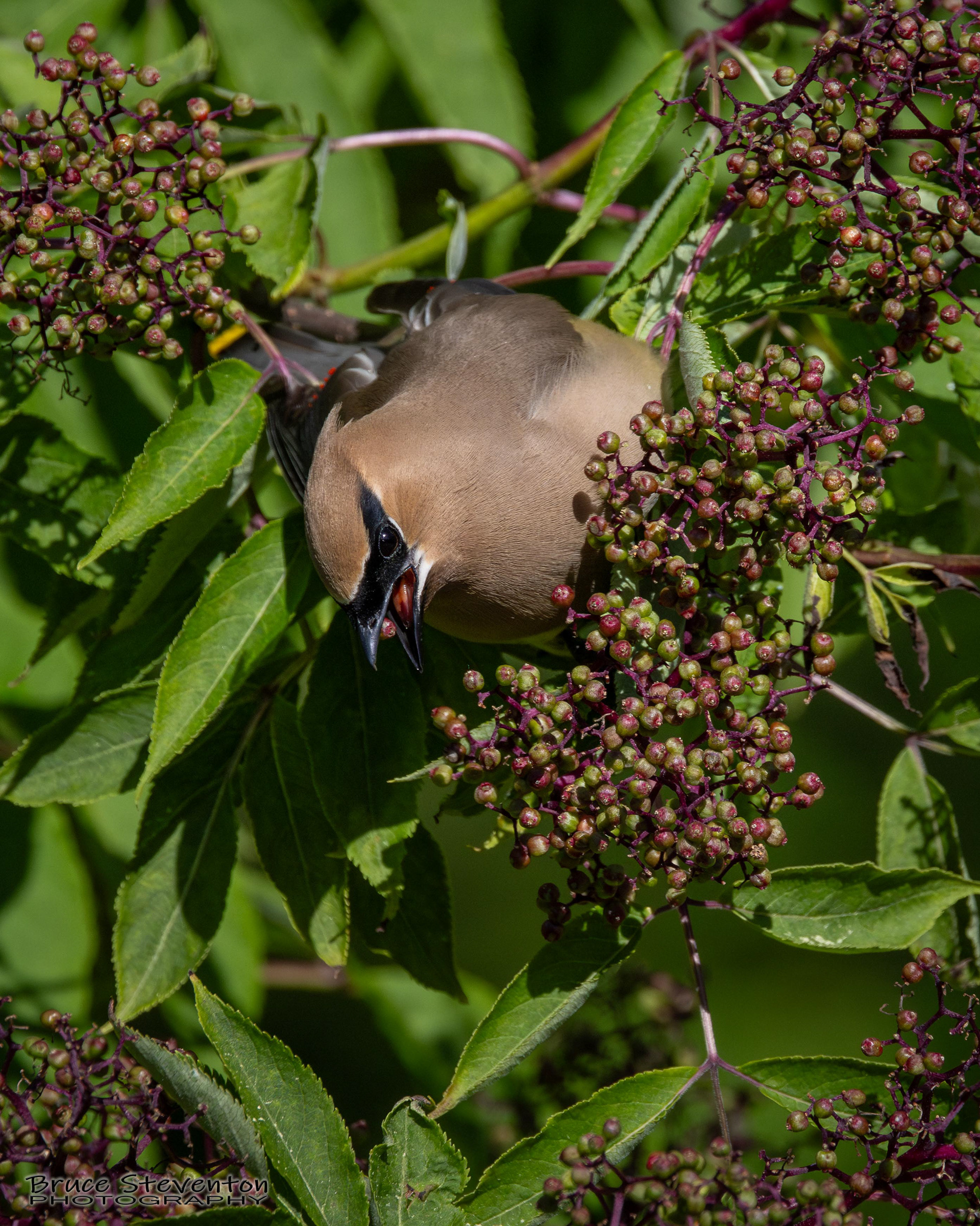 Cedar Waxwing