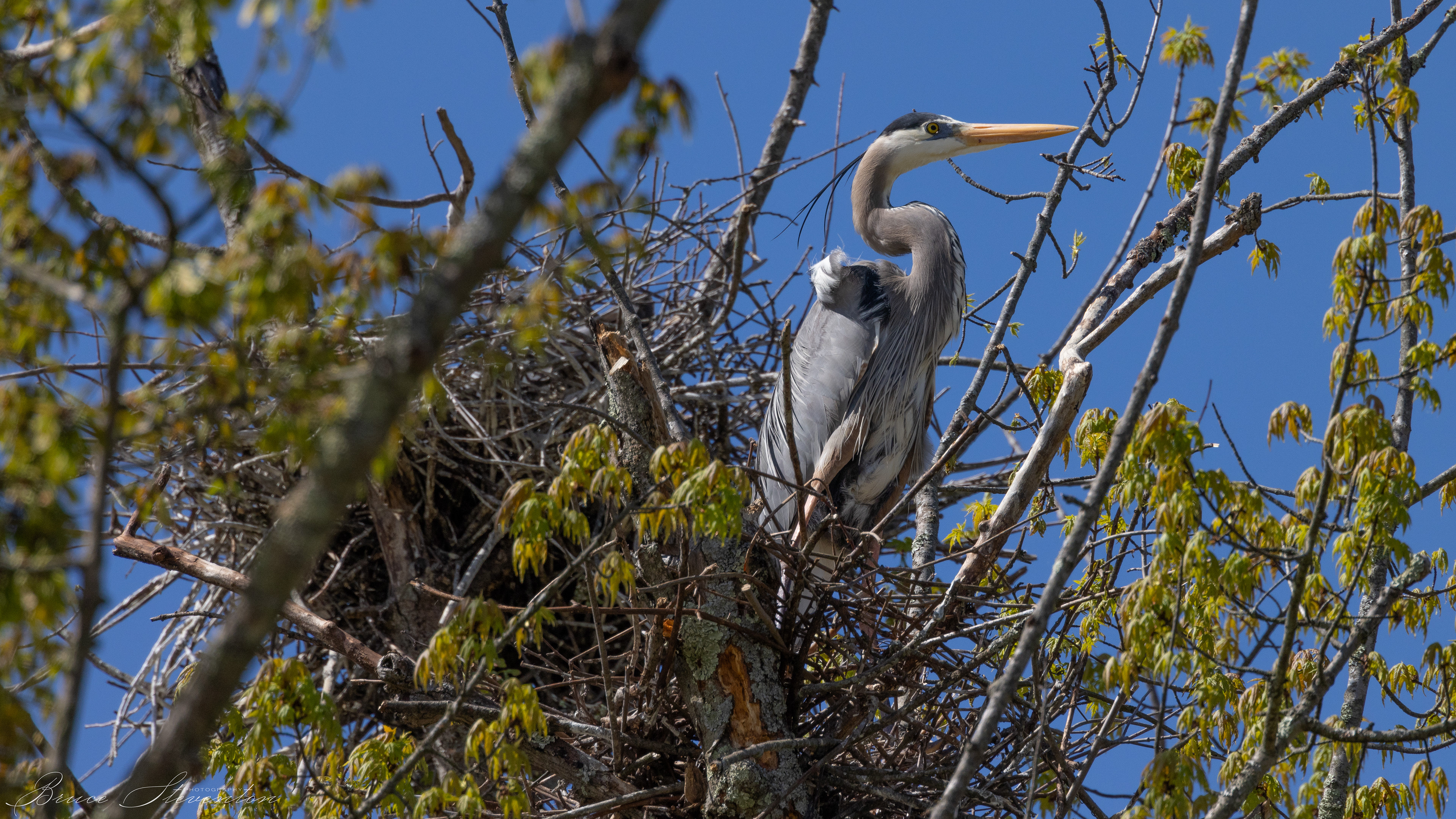 Great Blue Heron; high in a tree on the nest.  Nice hair!