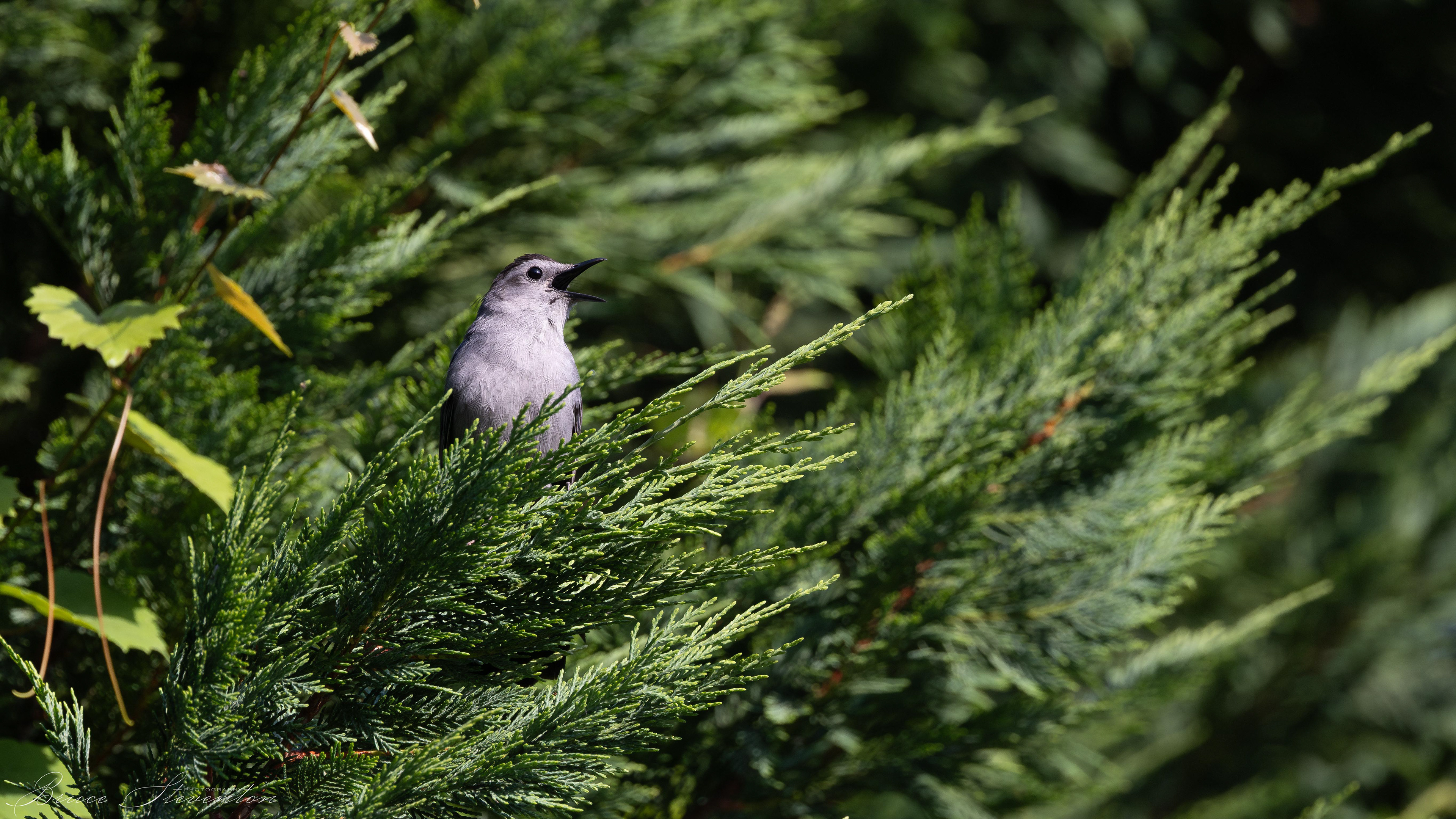 Gray Catbird