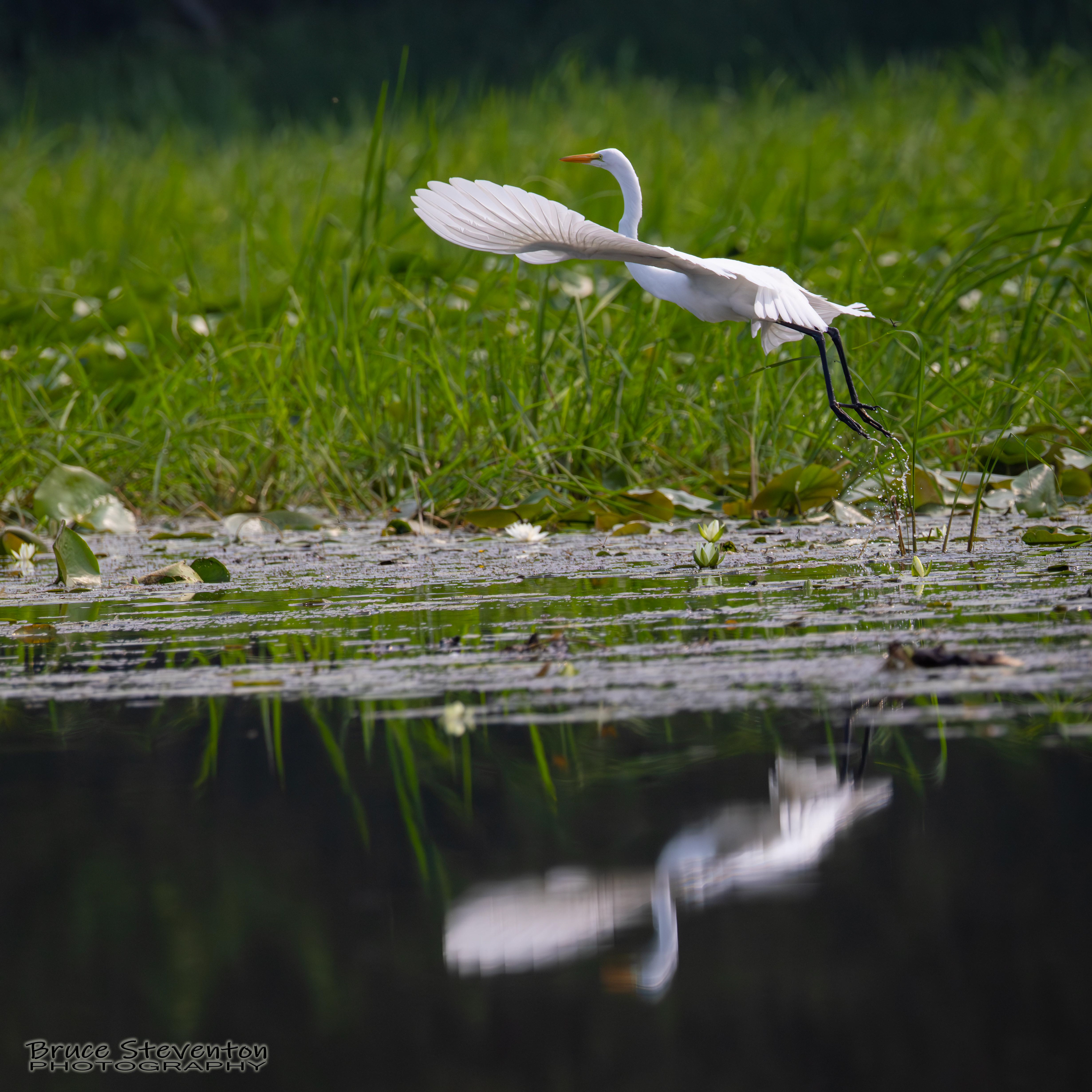 Great Egret