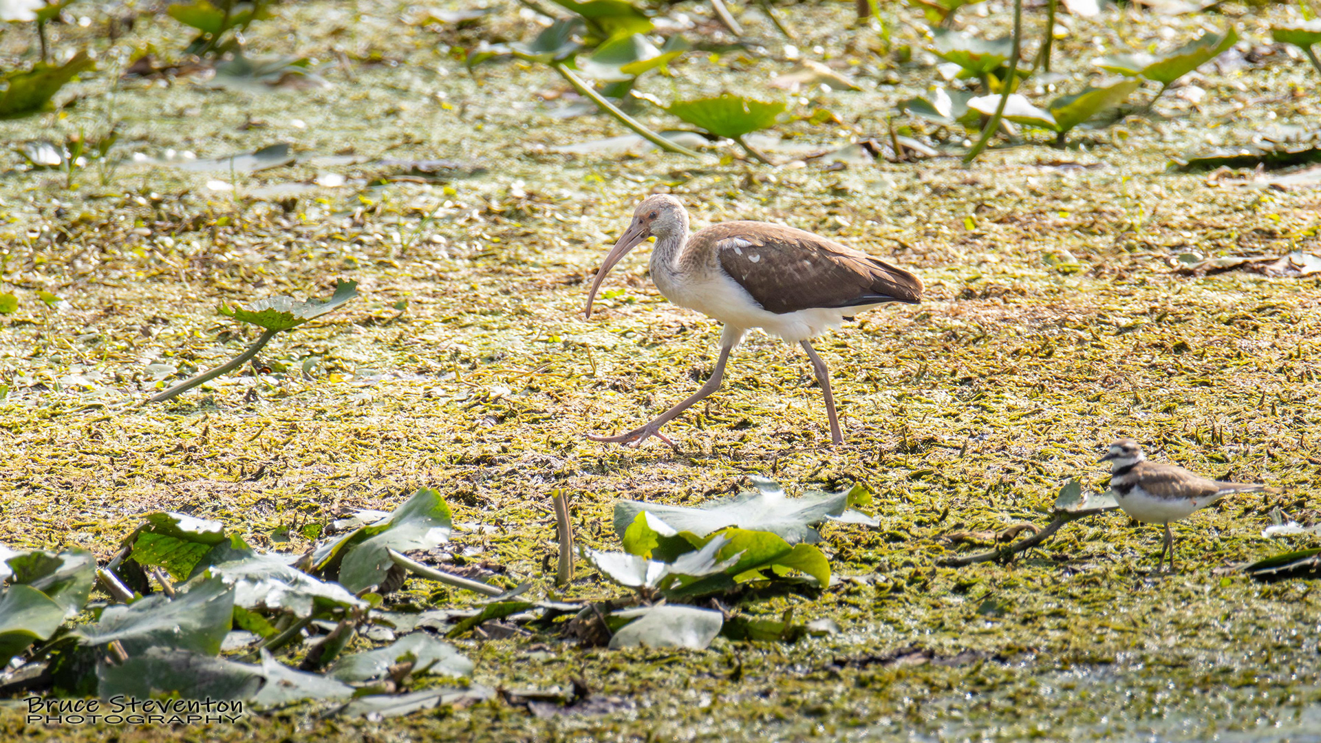 White Ibis (Juvenile)