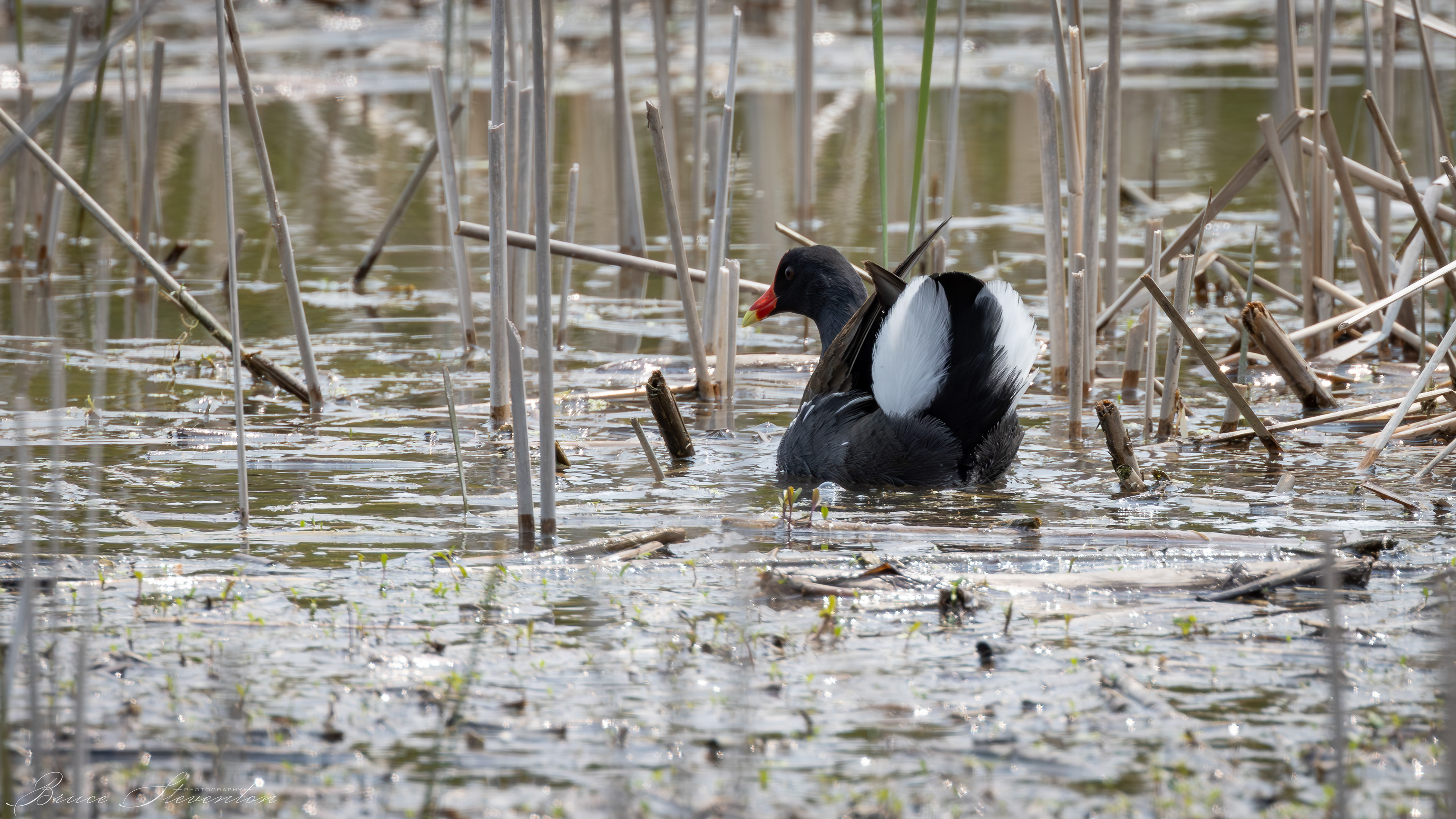 Common Gallinule