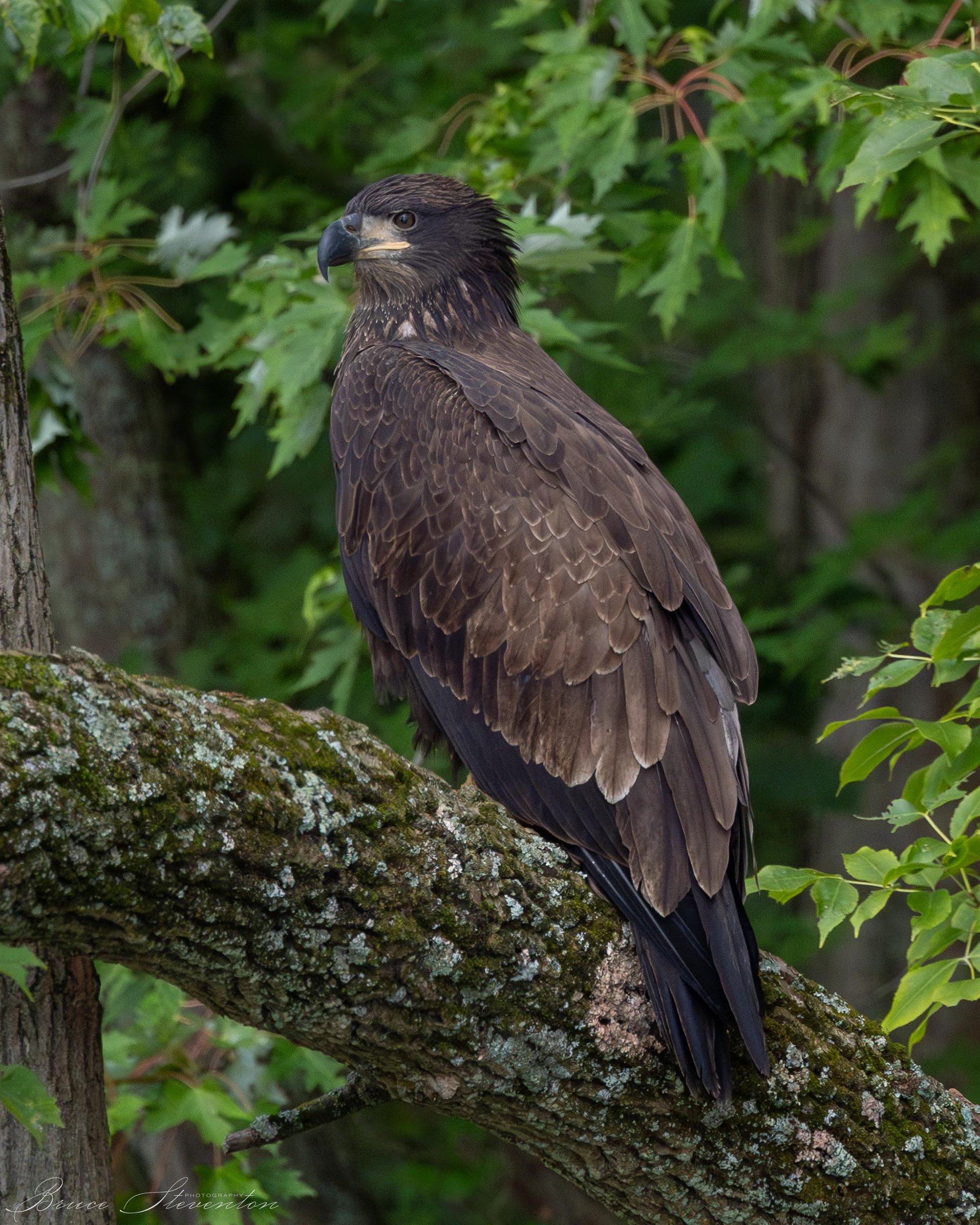 Bald Eagle, Immature