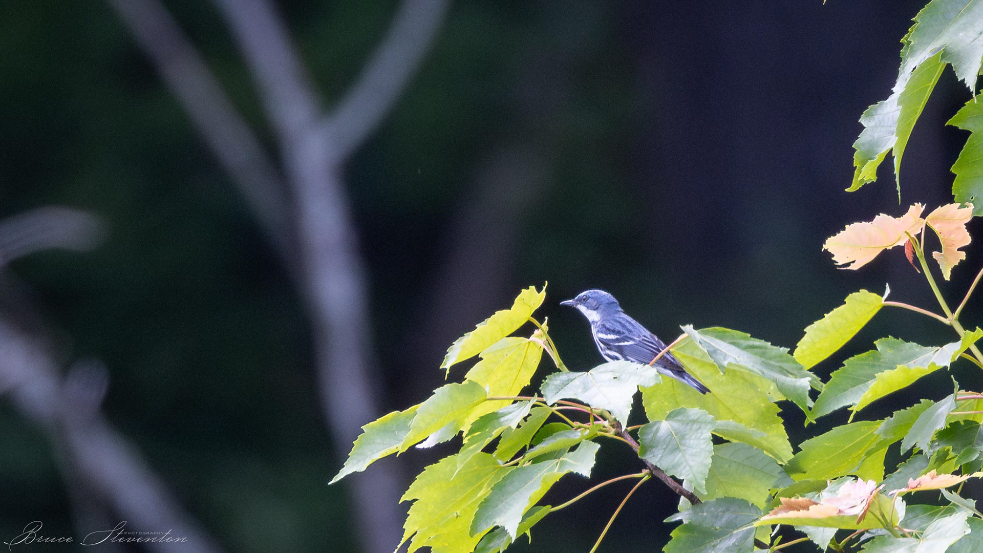 Cerulean Warbler (M) - Blue Ridge Parkway