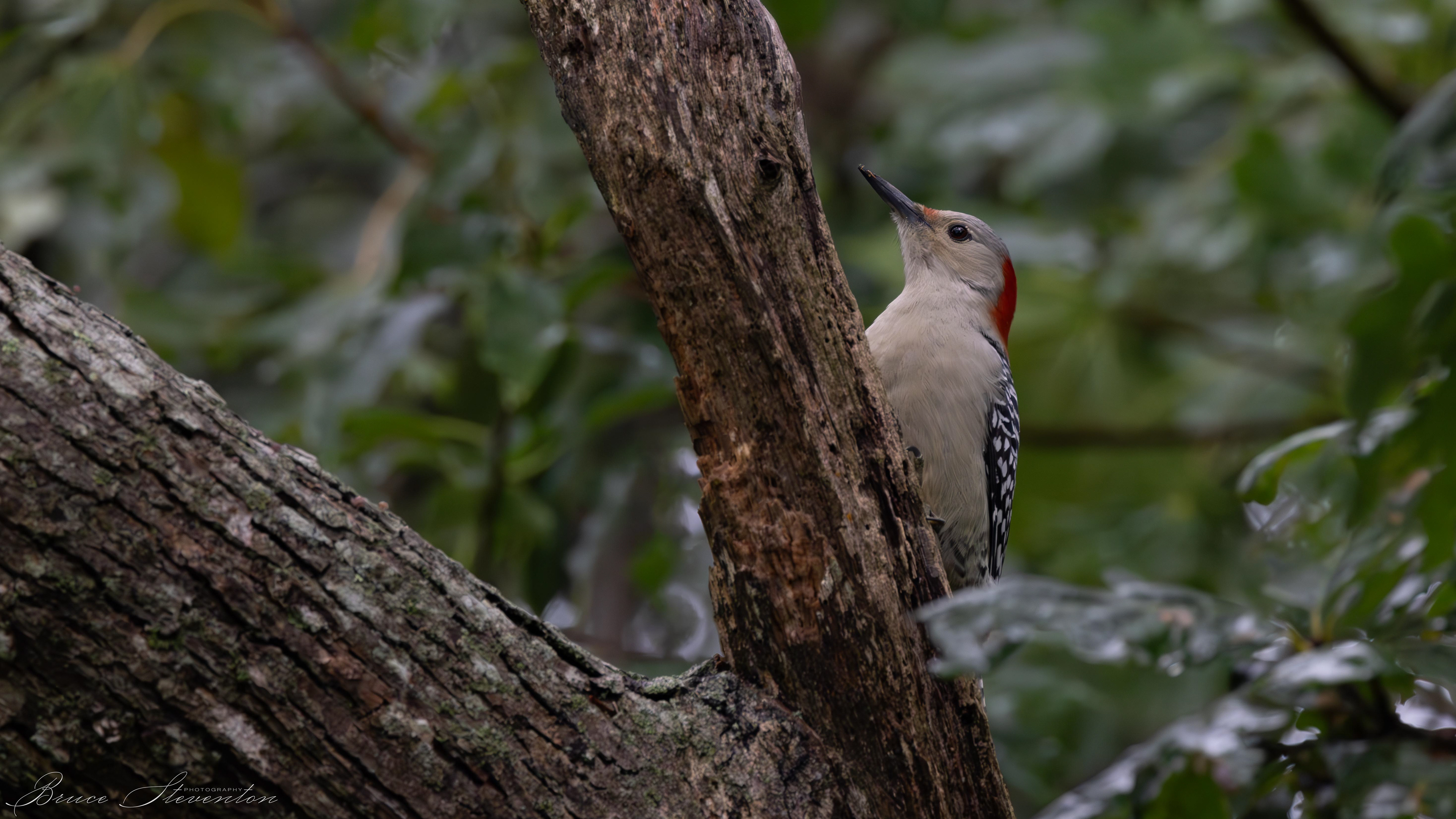 Red-bellied Woodpecker