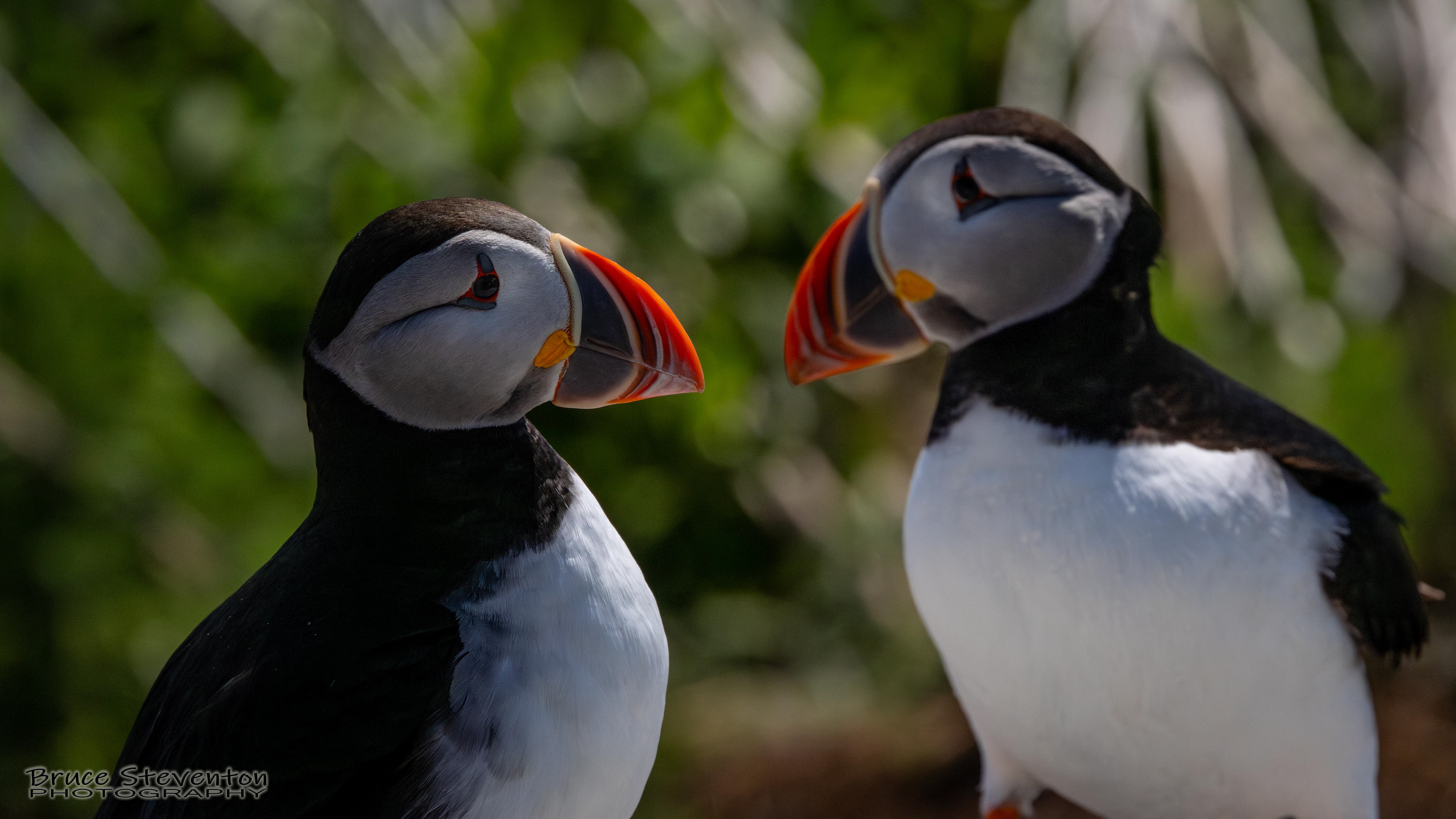 Atlantic Puffin