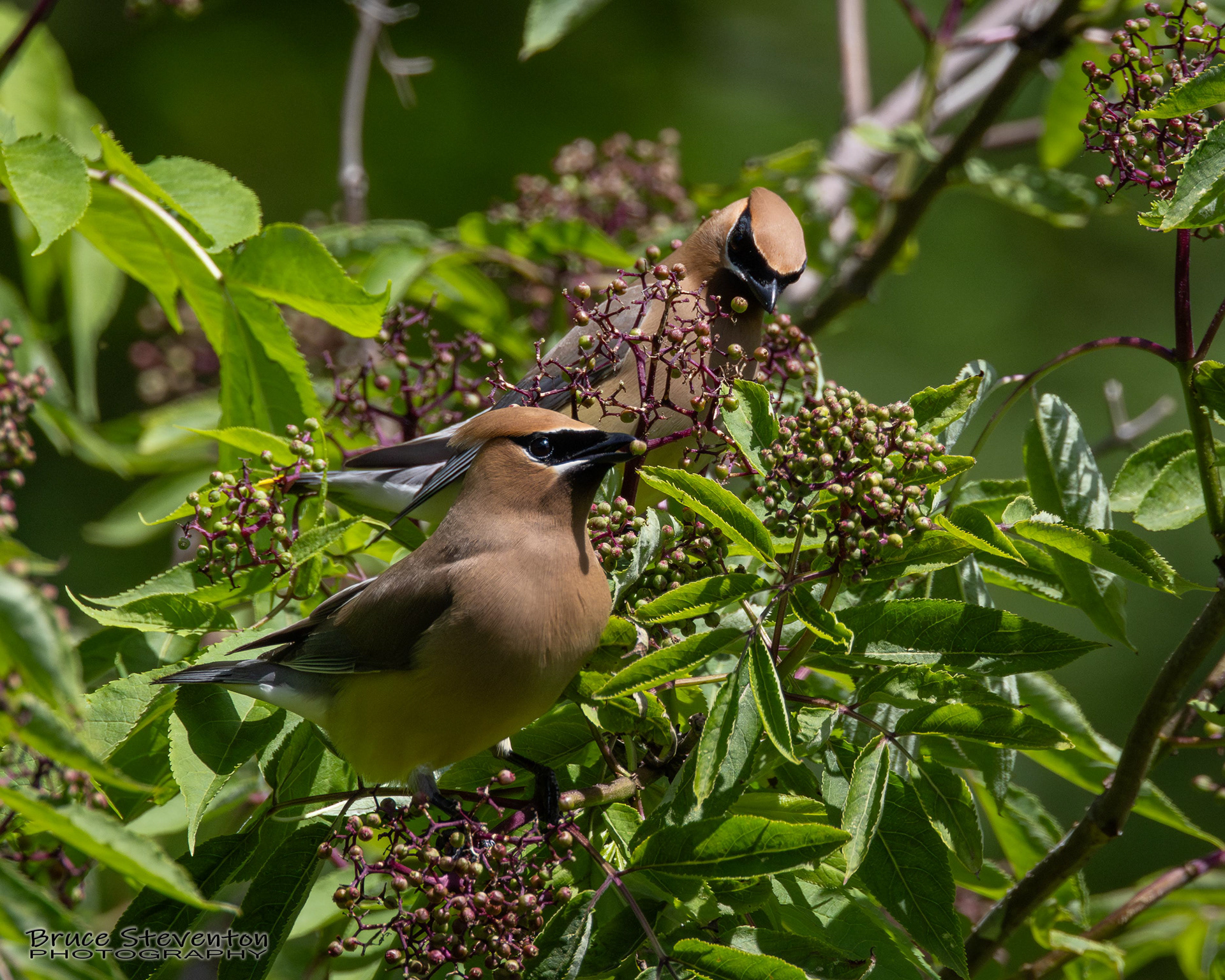 Cedar Waxwing
