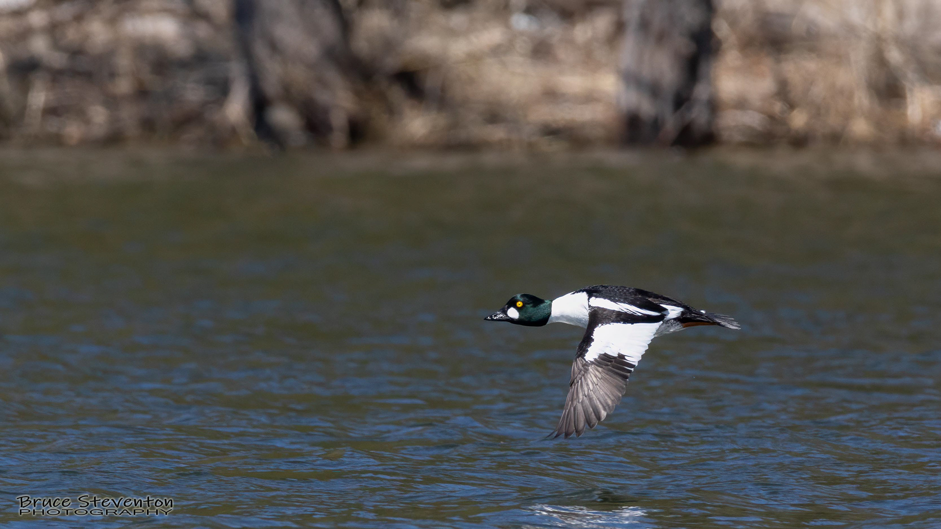 Common Goldeneye - Vergennes, VT