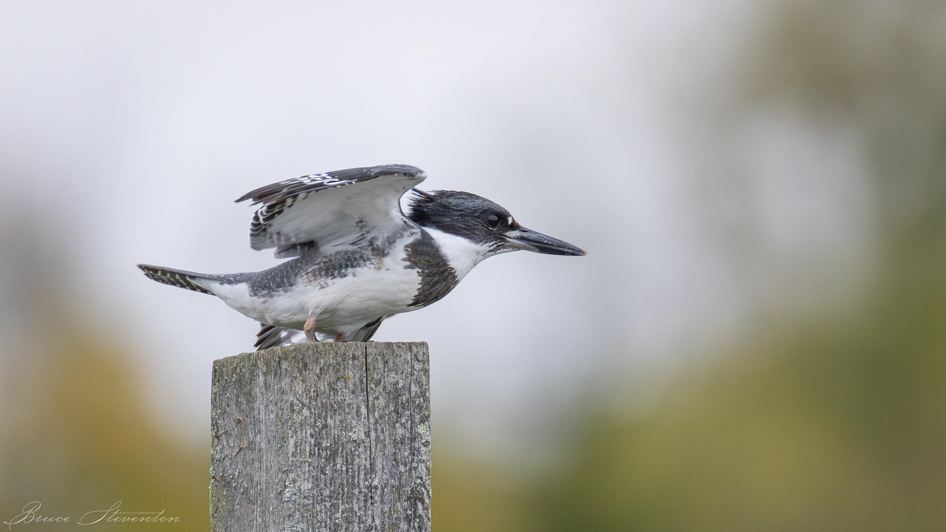 Belted Kingfisher (M)