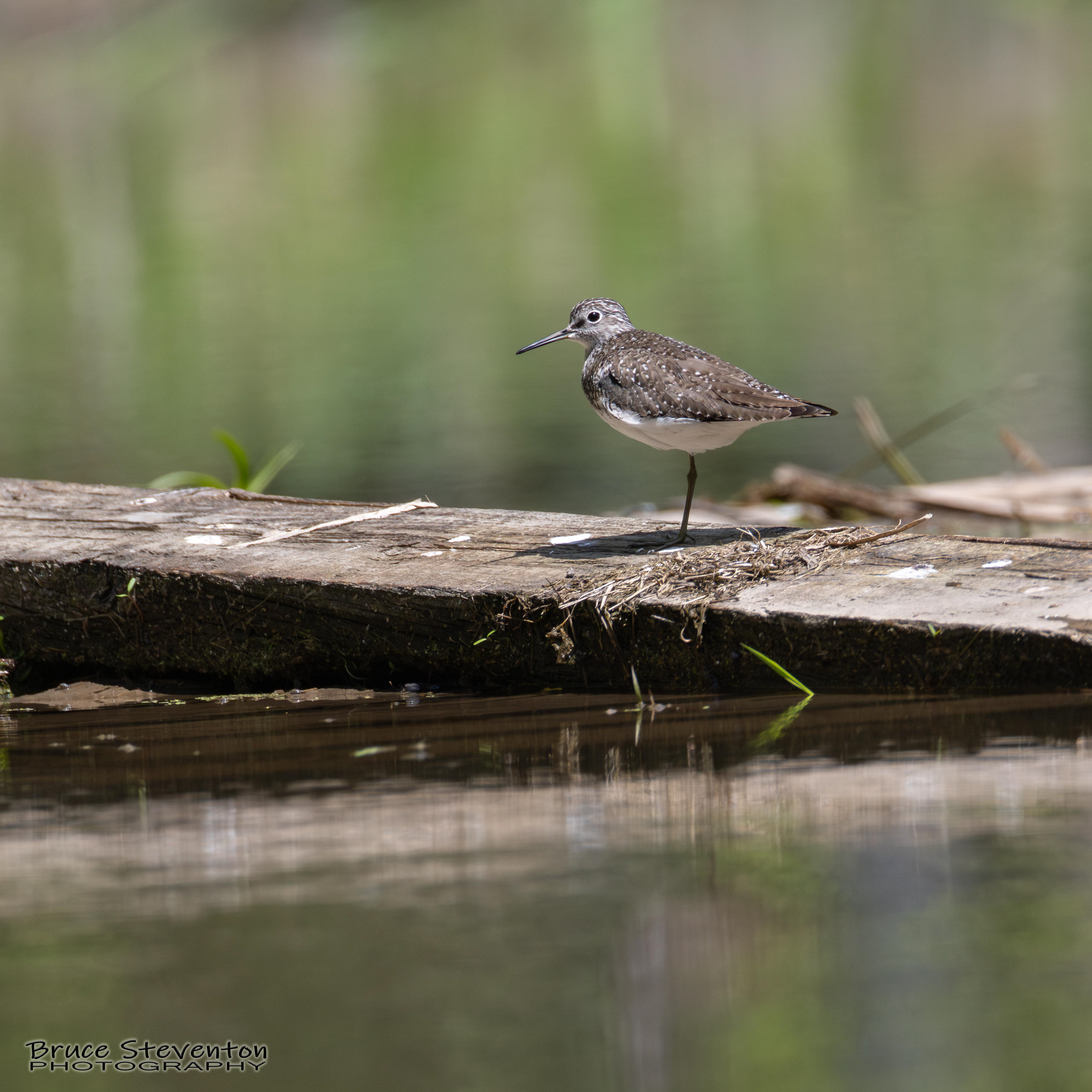 Solitary Sandpiper