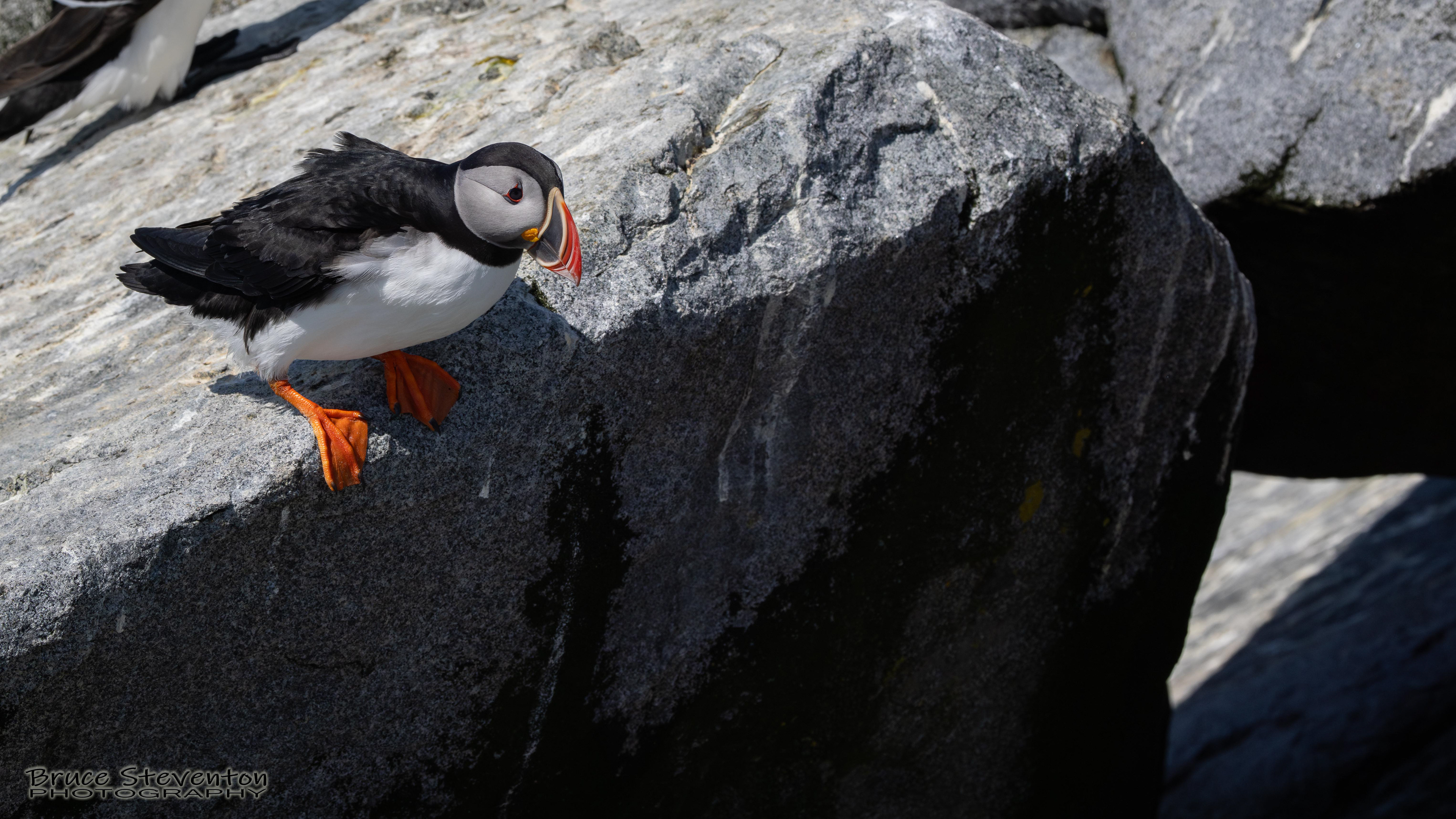 Atlantic Puffin