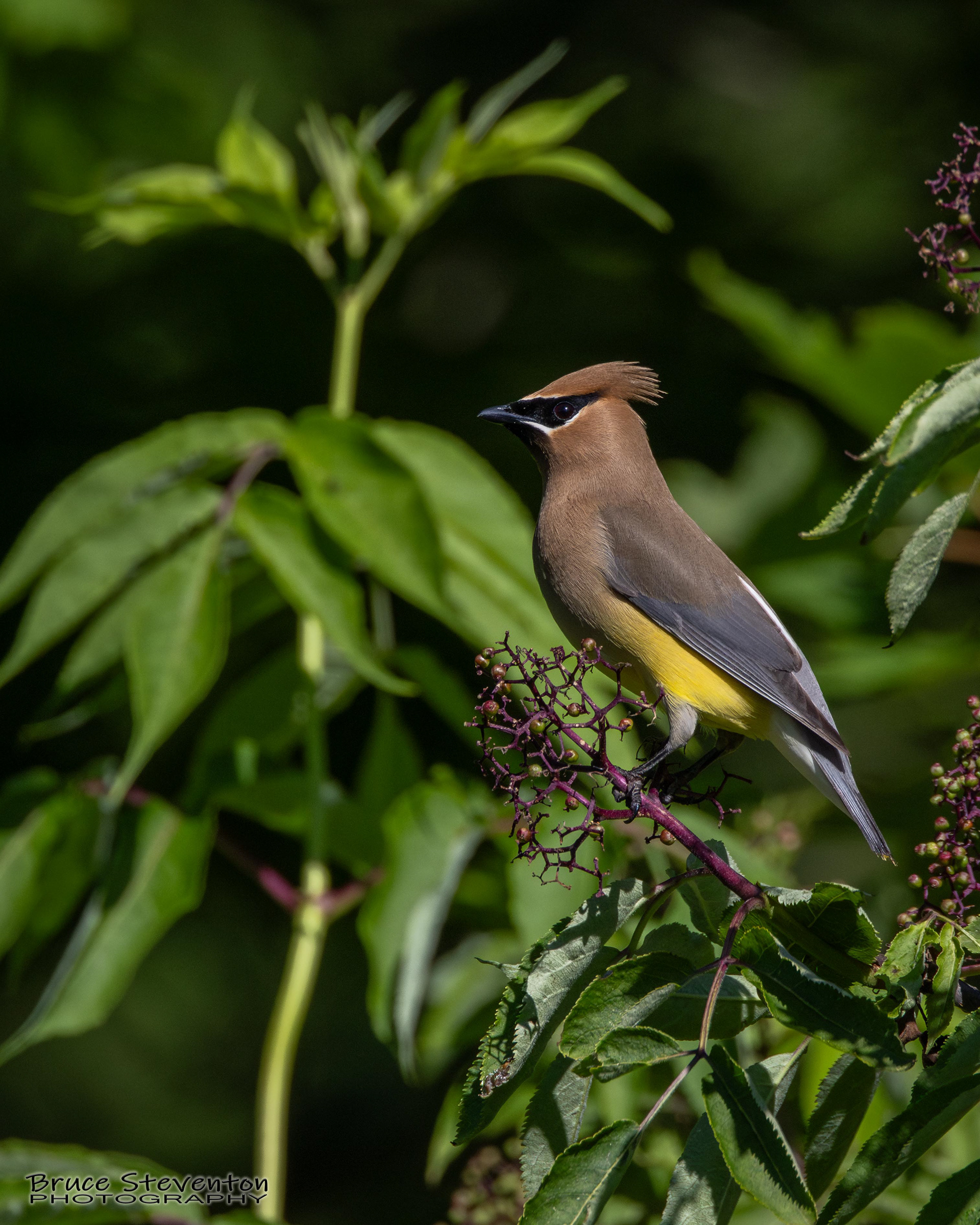 Cedar Waxwing